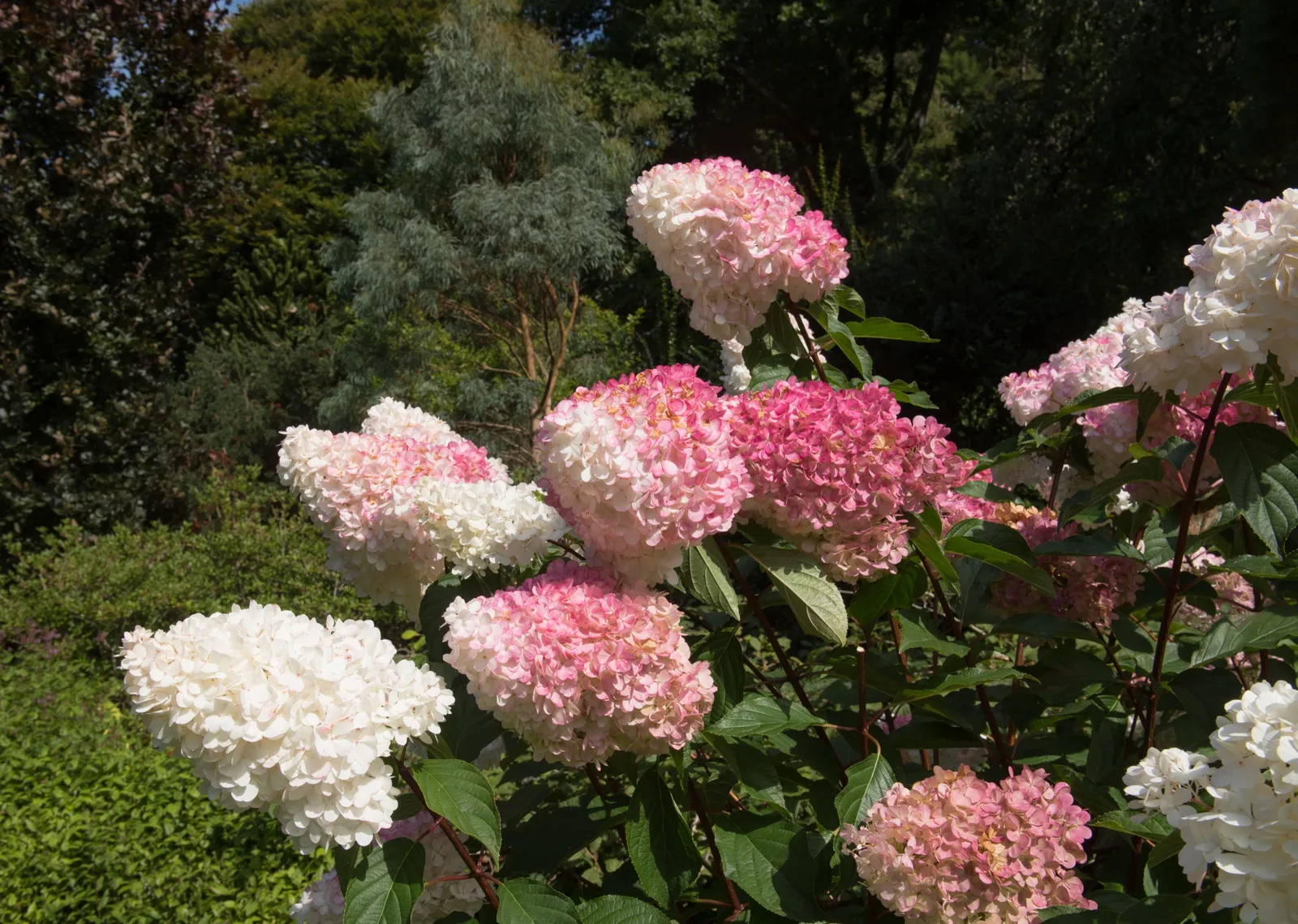 Vipphortensia VANILLE-FRAISE ('Renhy'PBR), Sh 90-100 - bild 2