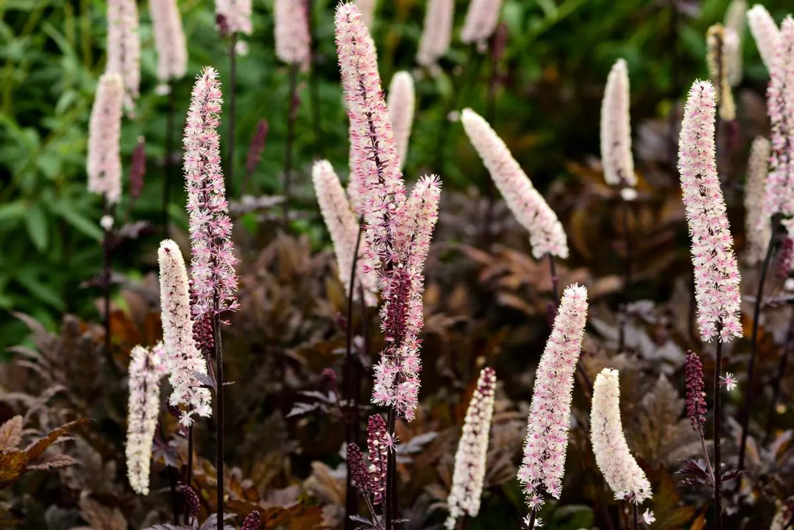 Höstsilverax 'Brunette' med vita doftande blomaxlar och mörkt purpurbrunt bladverk.