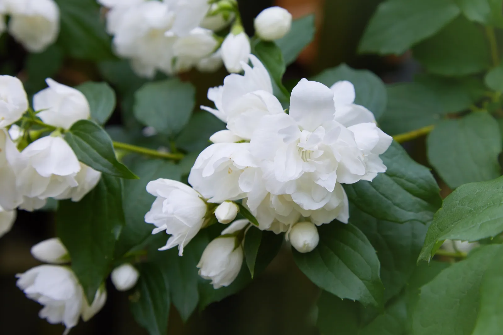 Kameliaschersmin 'Snowbelle' - bild 1