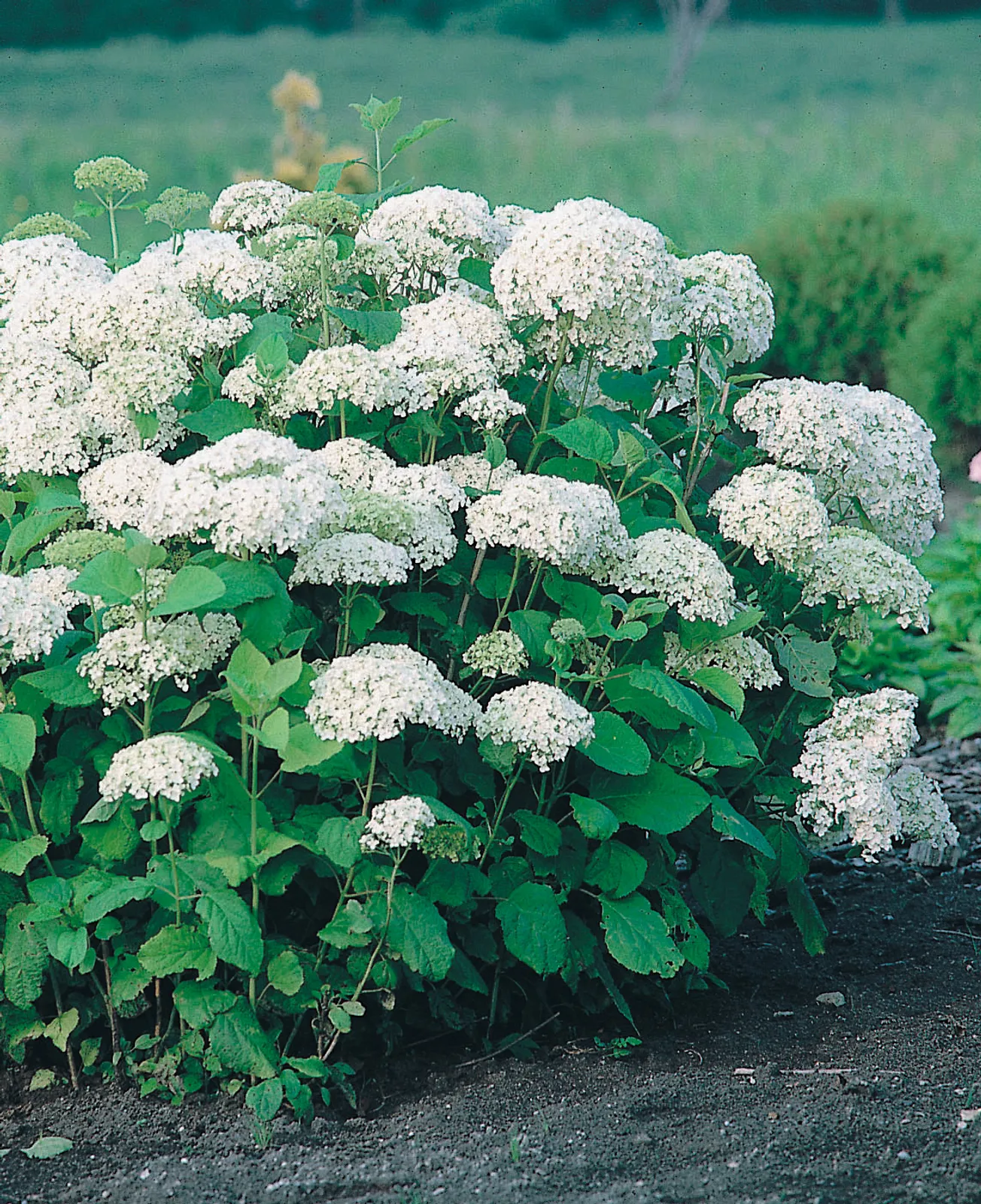 Vidjehortensia 'Annabelle' - bild 2