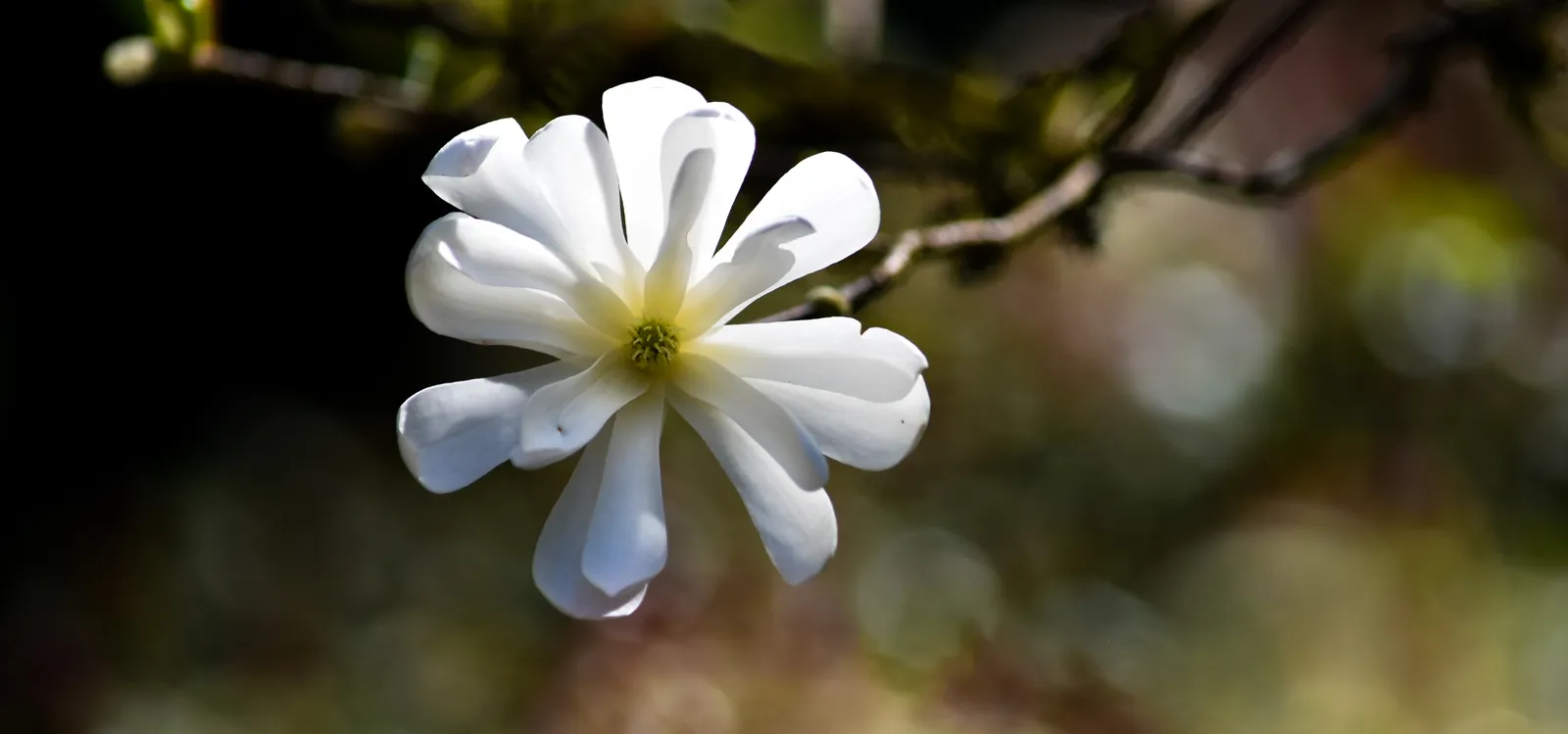 Stjärnmagnolia 'Royal Star' - bild 4