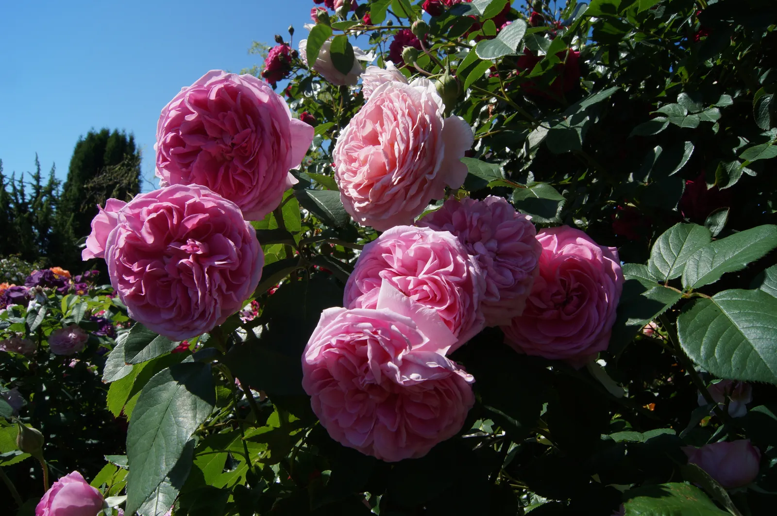 Modern buskros GERTRUDE JEKYLL® ('Ausbord') - bild 6