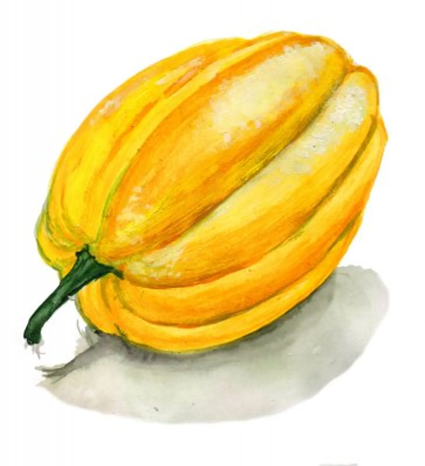 Table Gold sommarsquash frö med sommarsquash