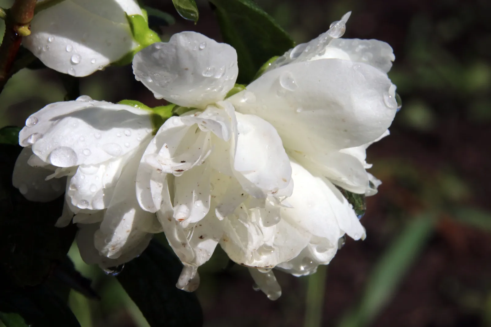Kameliaschersmin 'Snowbelle' - bild 3