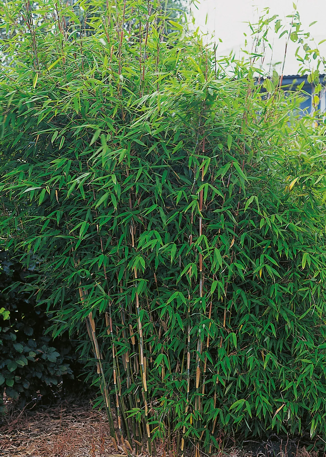 Bergbambu 'Dino' - bild 1