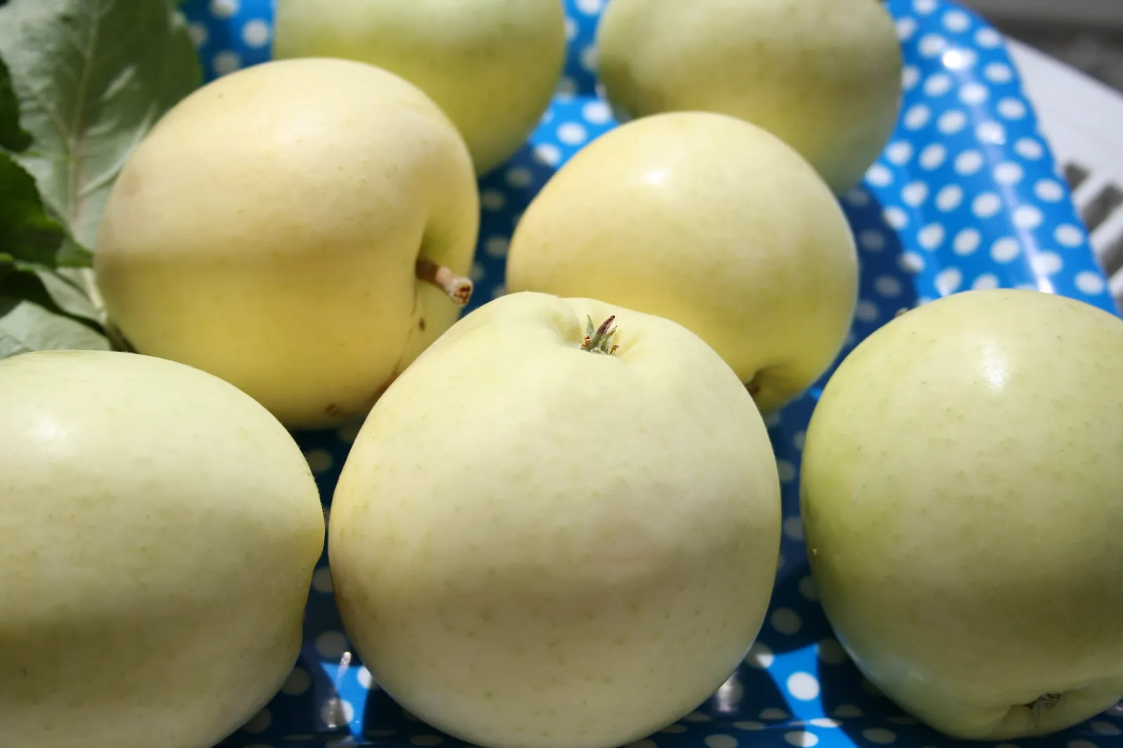 Äpple TRANSPARENTE BLANCHE ('Transparente Jaune') - bild 2