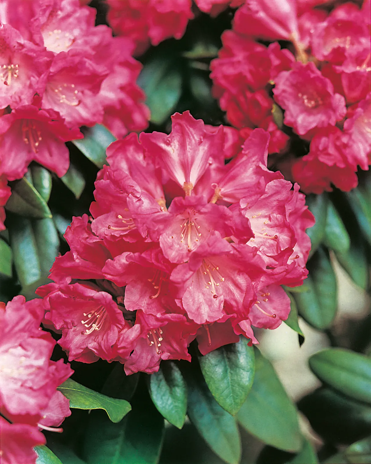 Yakushimanum-rododendron 'Morgenrot', 25-30 cm - bild 2