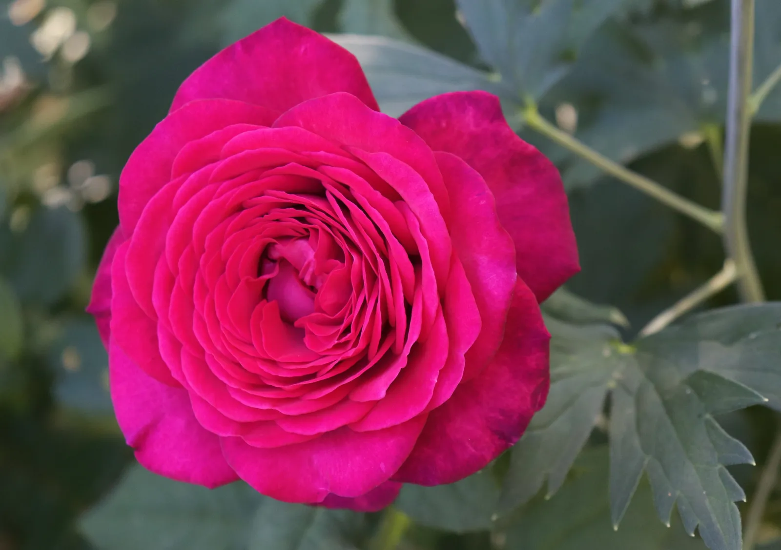 Tehybridros JOHANN WOLFGANG VON GOETHE ROSE ('Tan04179'PBR) - bild 3