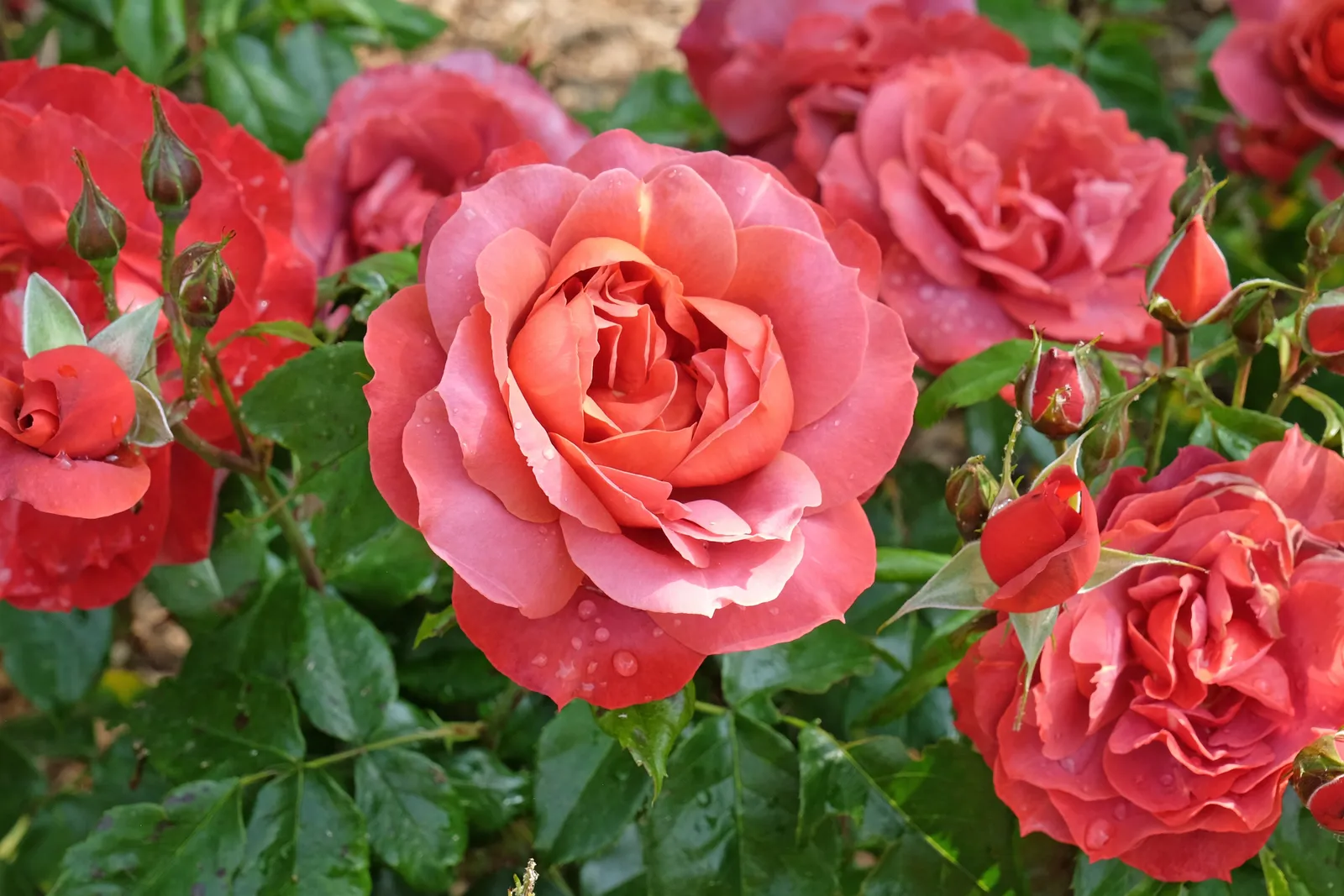 Floribundaros HOT CHOCOLATE ('Wekpaltlez') - bild 3