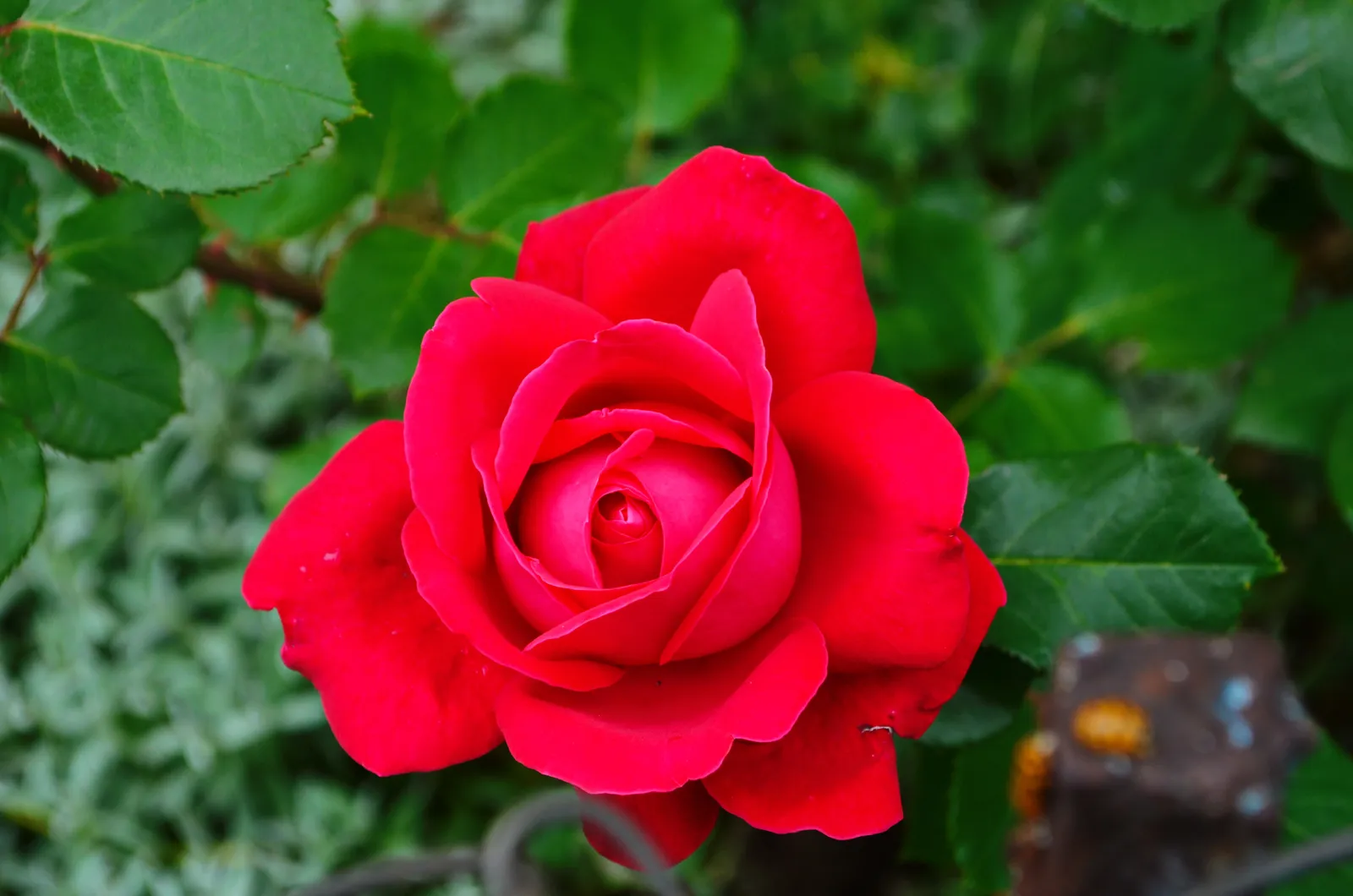 Tehybridros 'Hanne' - bild 3