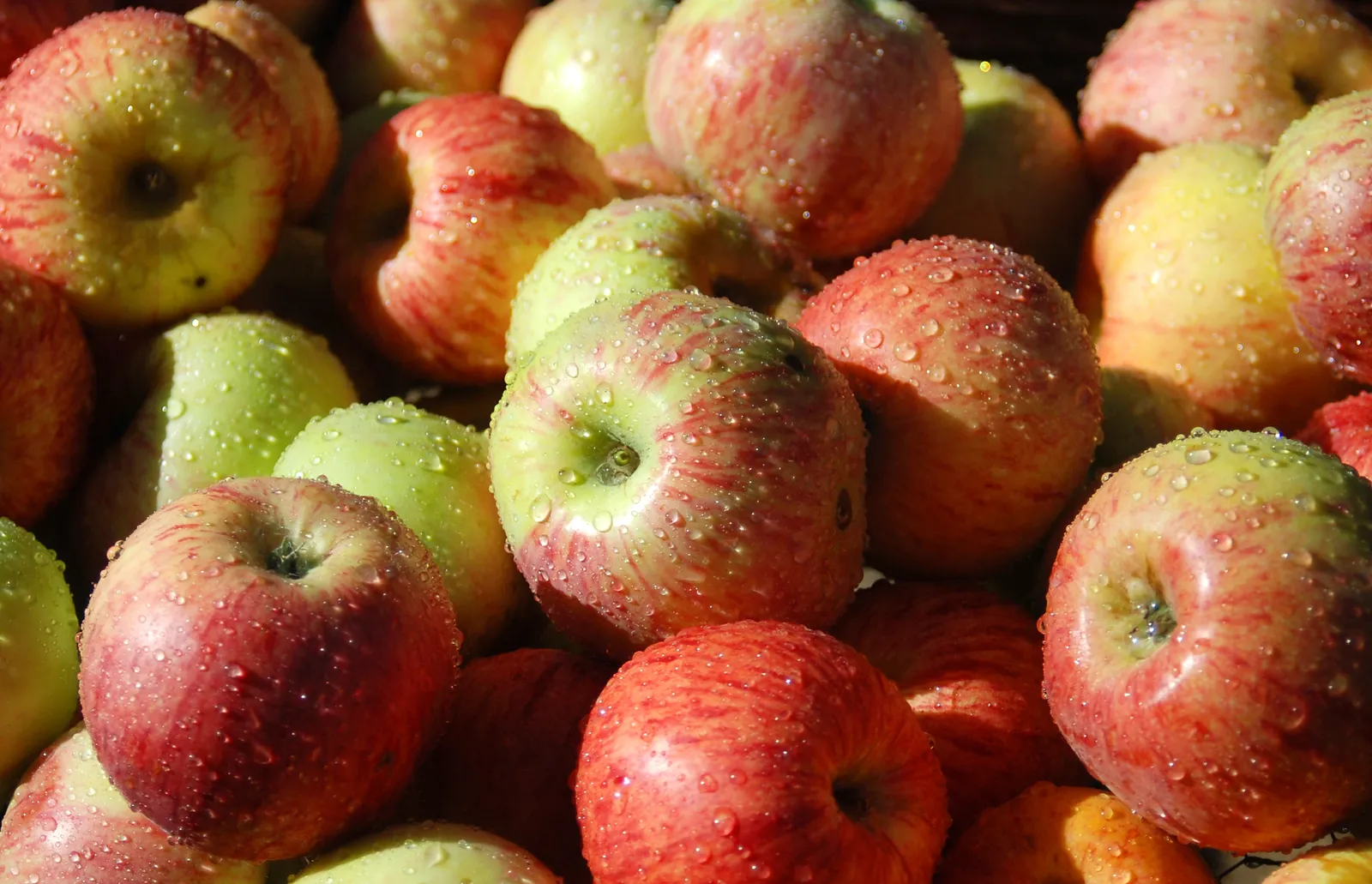 Äpple 'Gravensteiner' - bild 2