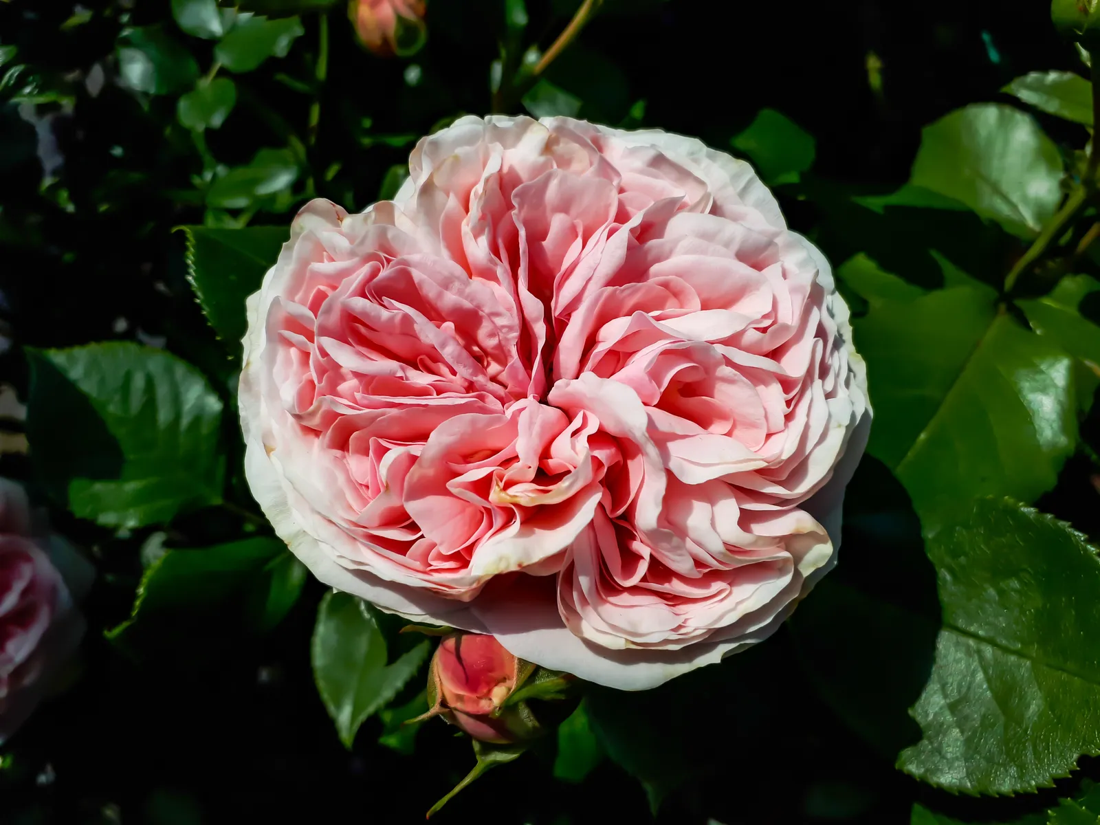 Storblommig klätterros GIARDINA ('Tan97289'PBR) - bild 2
