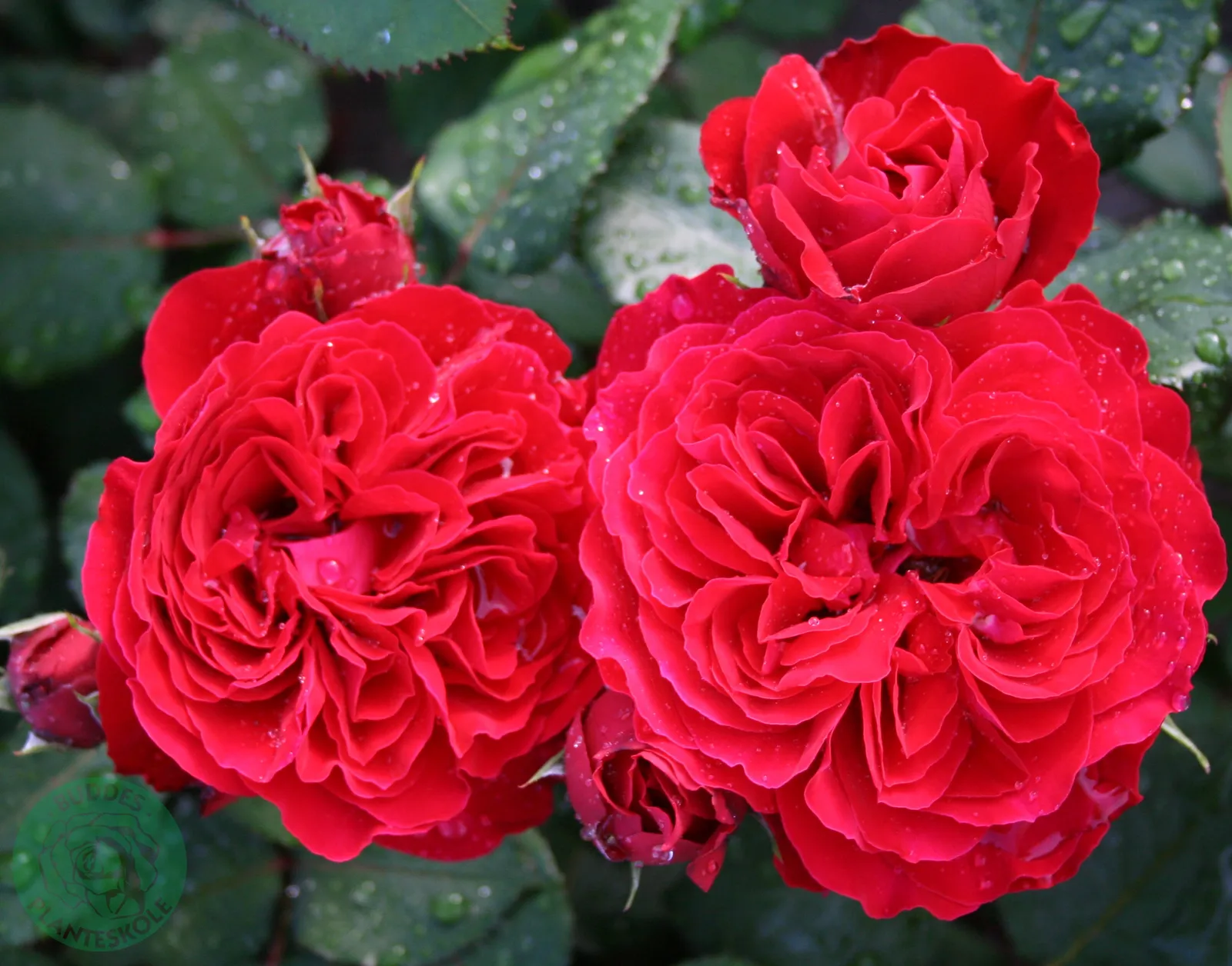 Floribundaros LOOK GOOD ... FEEL BETTER ('Poulcas034'PBR) - bild 2