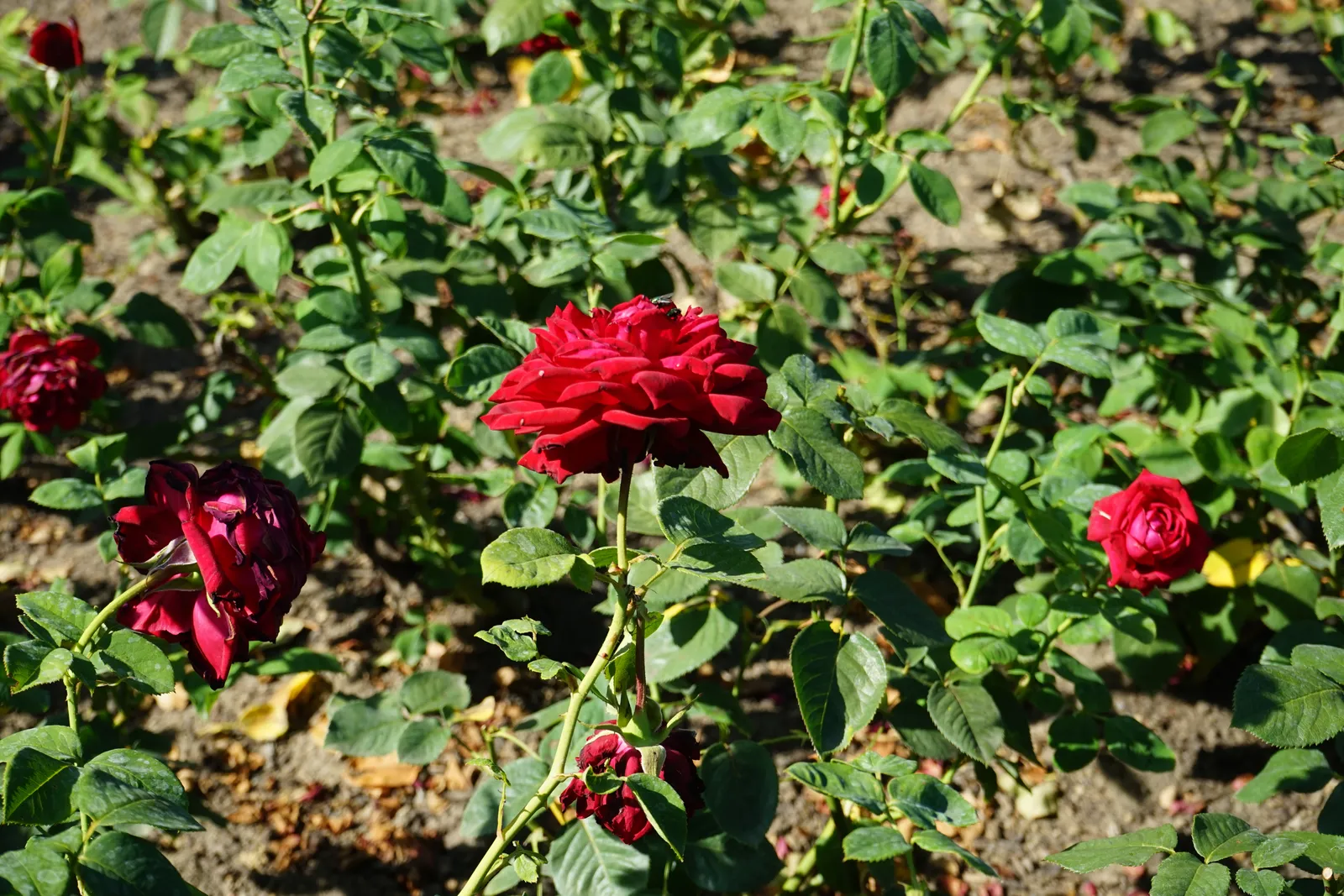 Tehybridros BURGUND® '81 ('Korgund '81') - bild 2