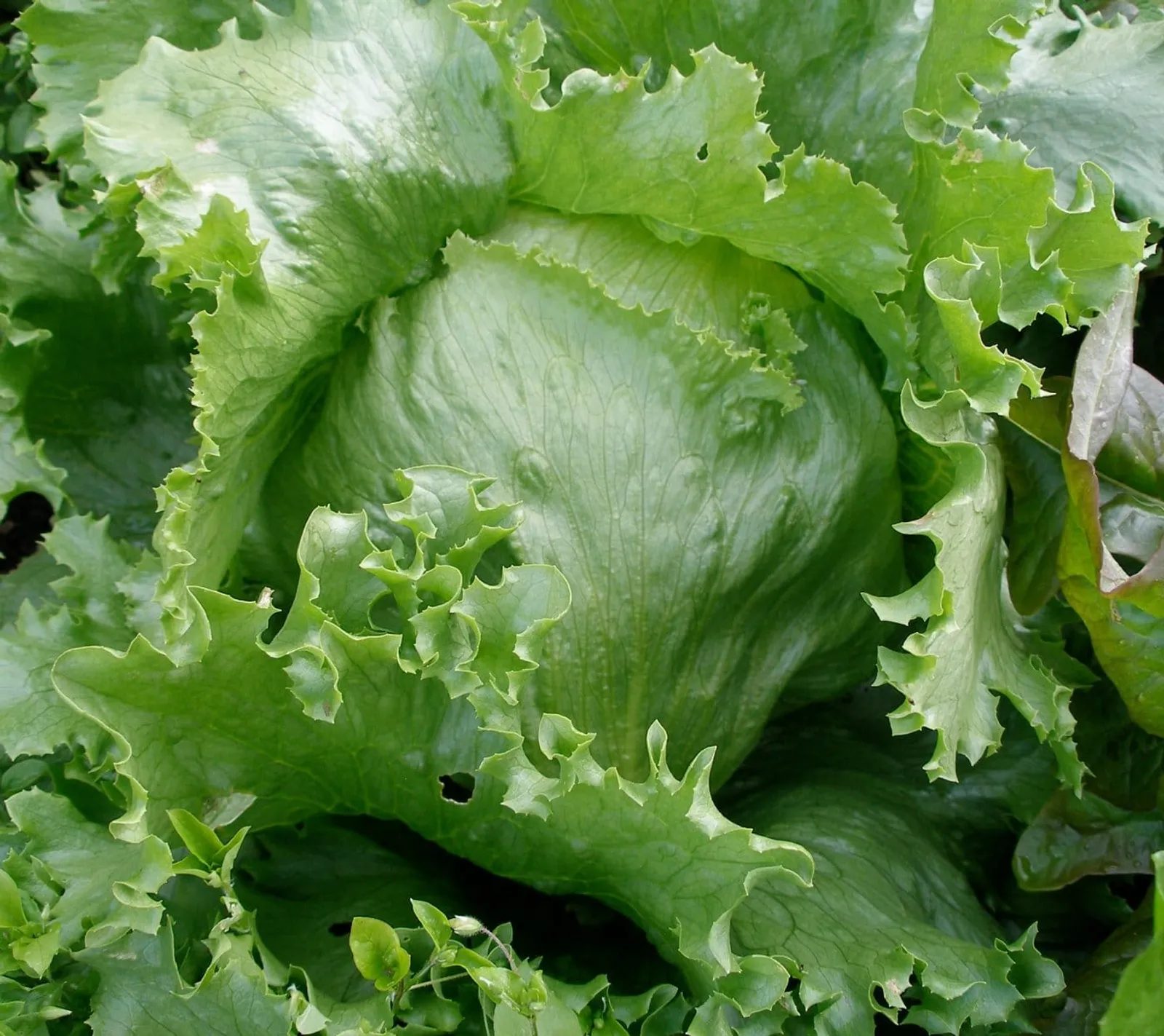 Crispino isbergsallat frö med fräscha sallatsblad