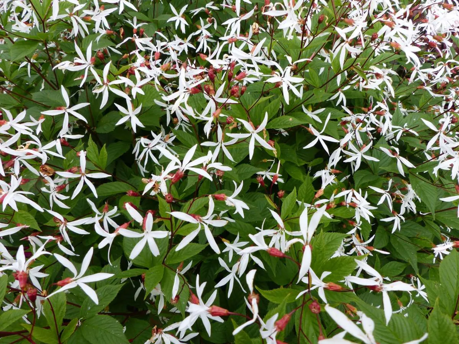 Gillenia, Trebladspira med vita stjärnformade blommor, graciös perenn för halvskuggiga lägen.