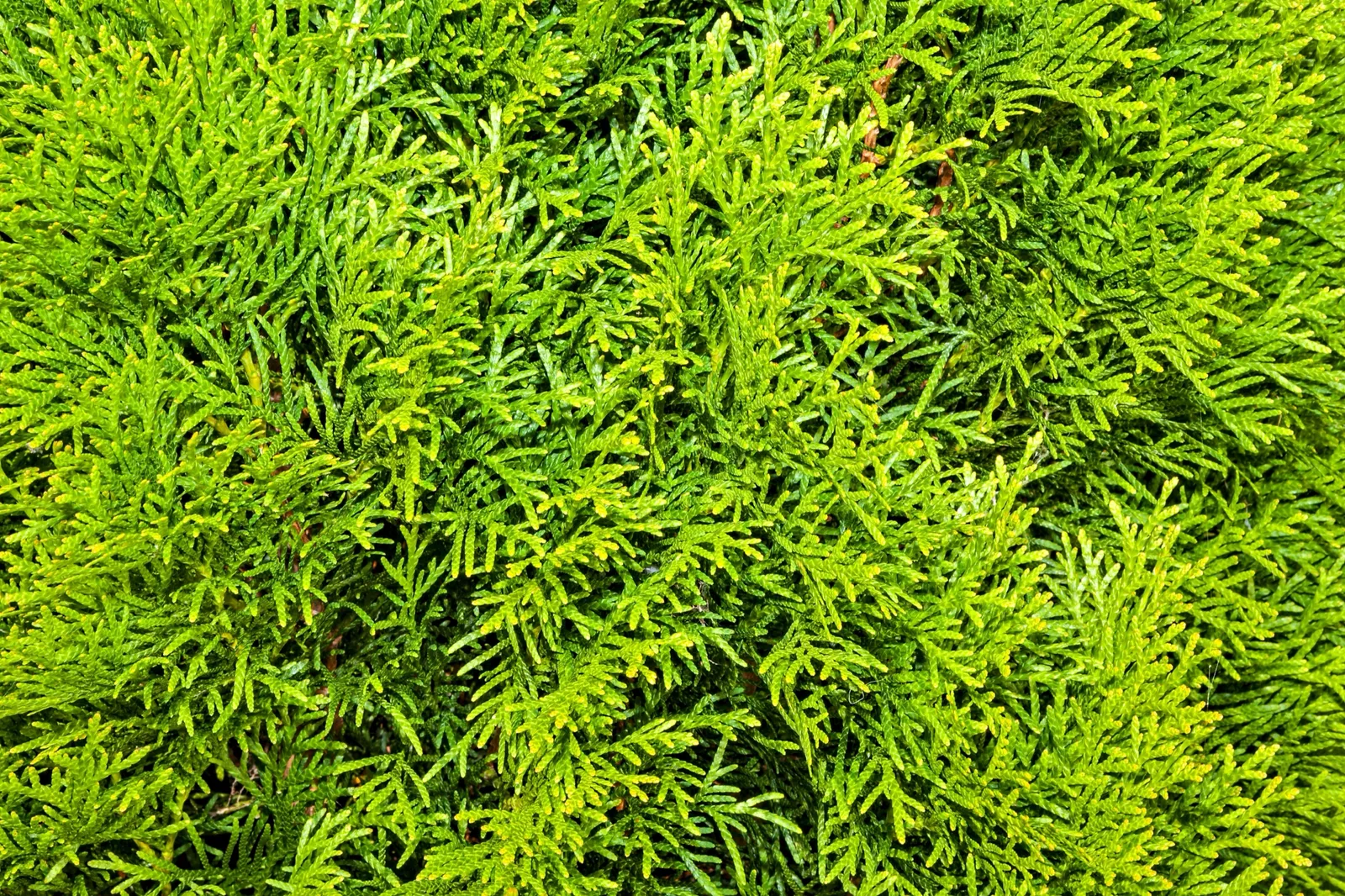 Tuja 'Smaragd', 40-60 cm - bild 2