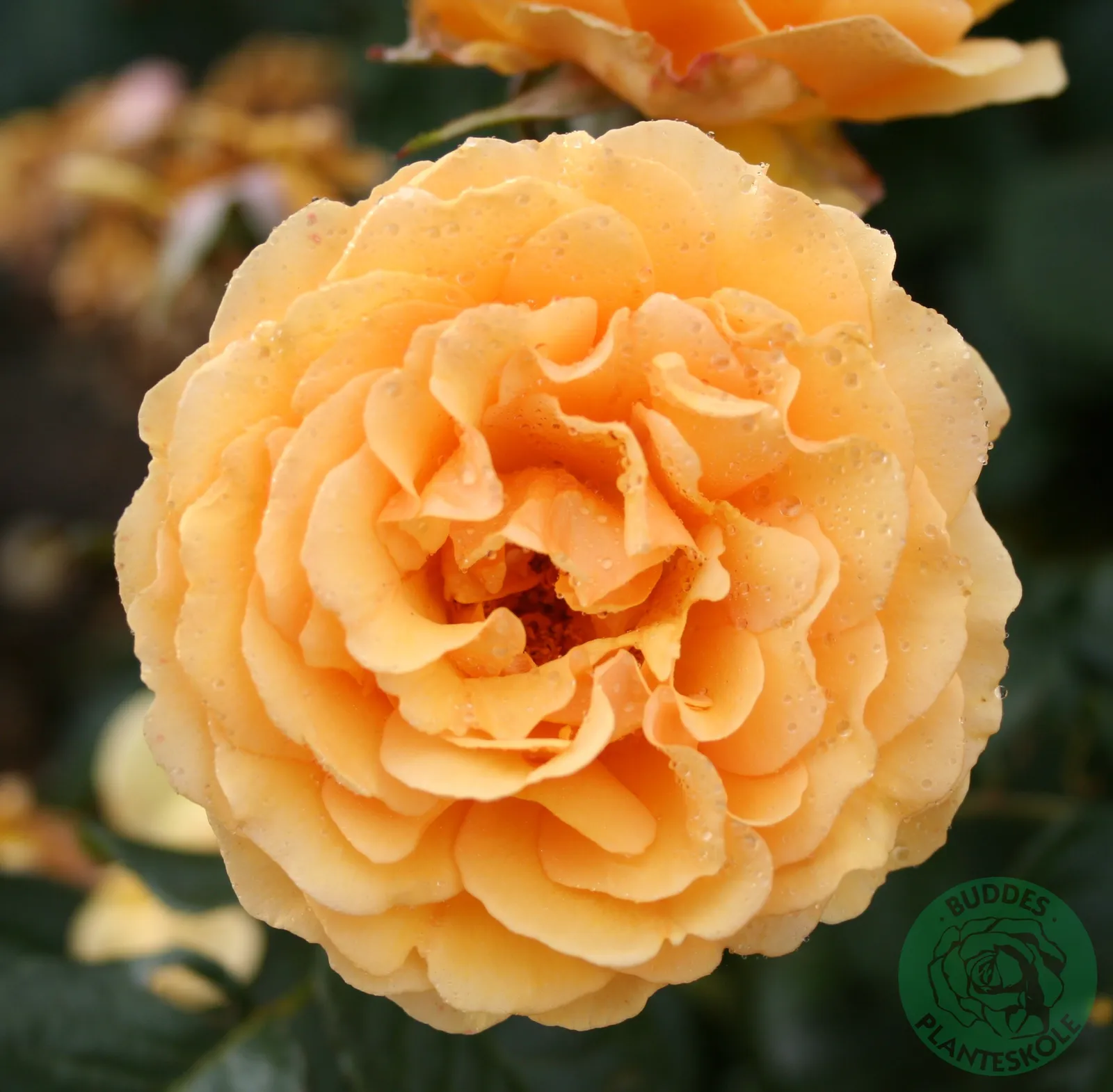 Floribundaros BERNSTEIN-ROSE ('Taneitber') - bild 1