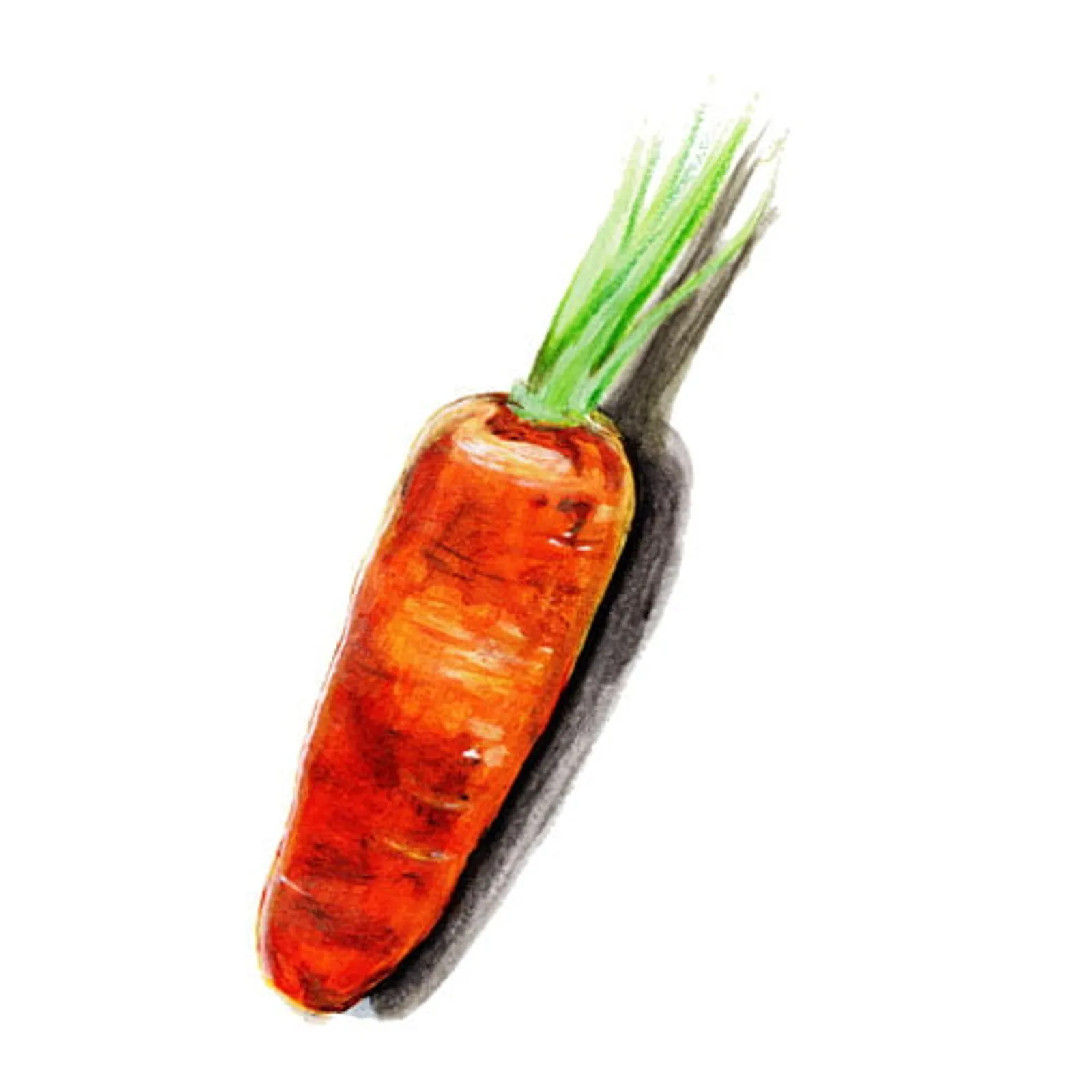 Oxhella morot frö med orange morötter