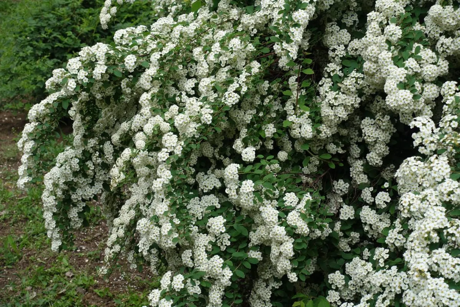 Bukettspirea, 80-100 cm, Goliat — detalj 2