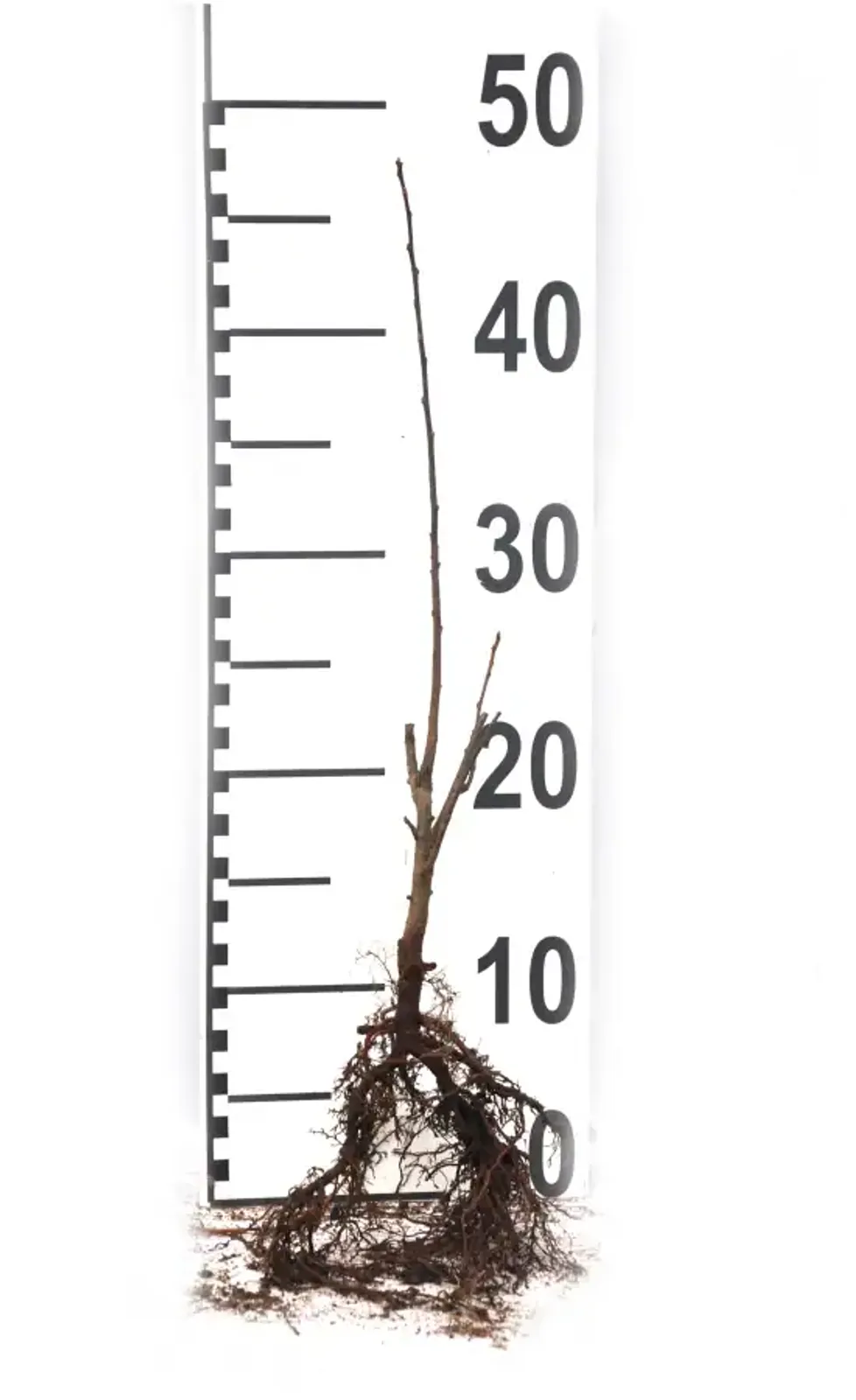 Bukettapel, 30-50 cm — detalj 5