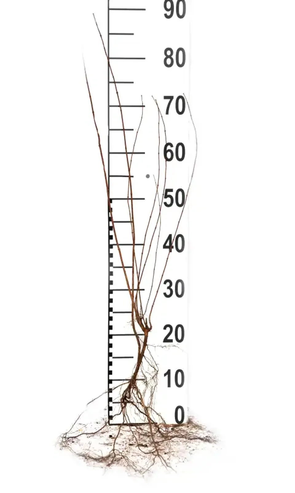 Smultronschersmin, 30-50 cm — detalj 4