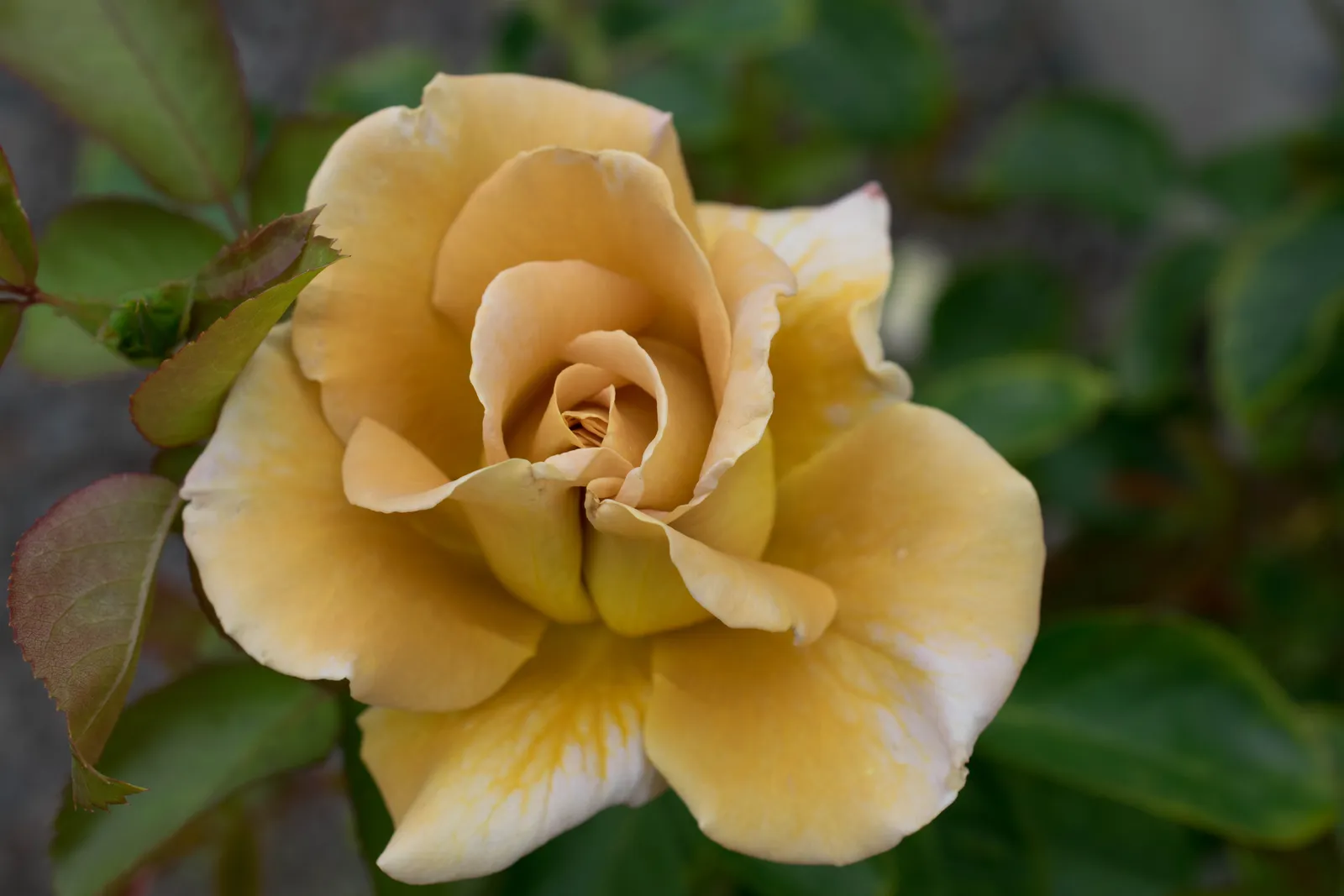Floribundaros HONEY DIJON ('Weksproulses') - bild 1