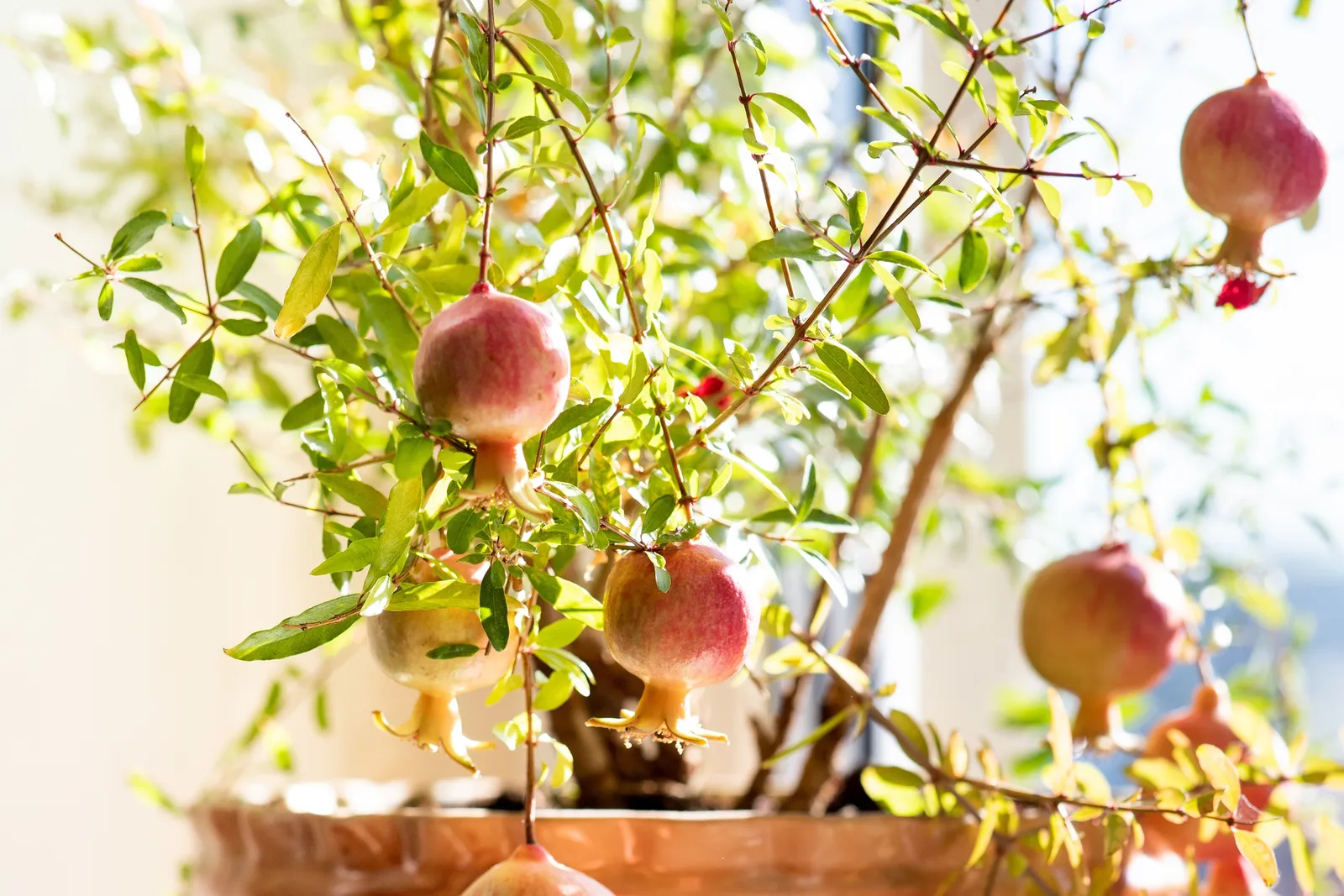 Granatäpple - bild 3