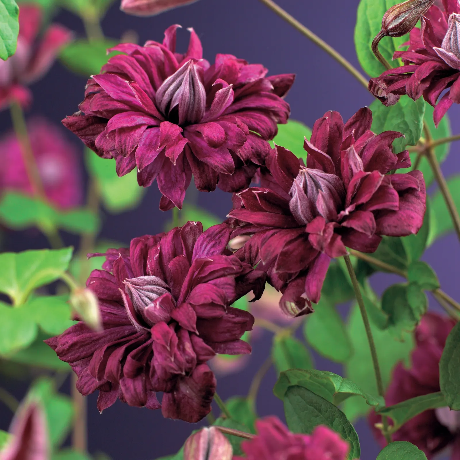 Viticella-klematis 'Purpurea Plena Elegans' - bild 1