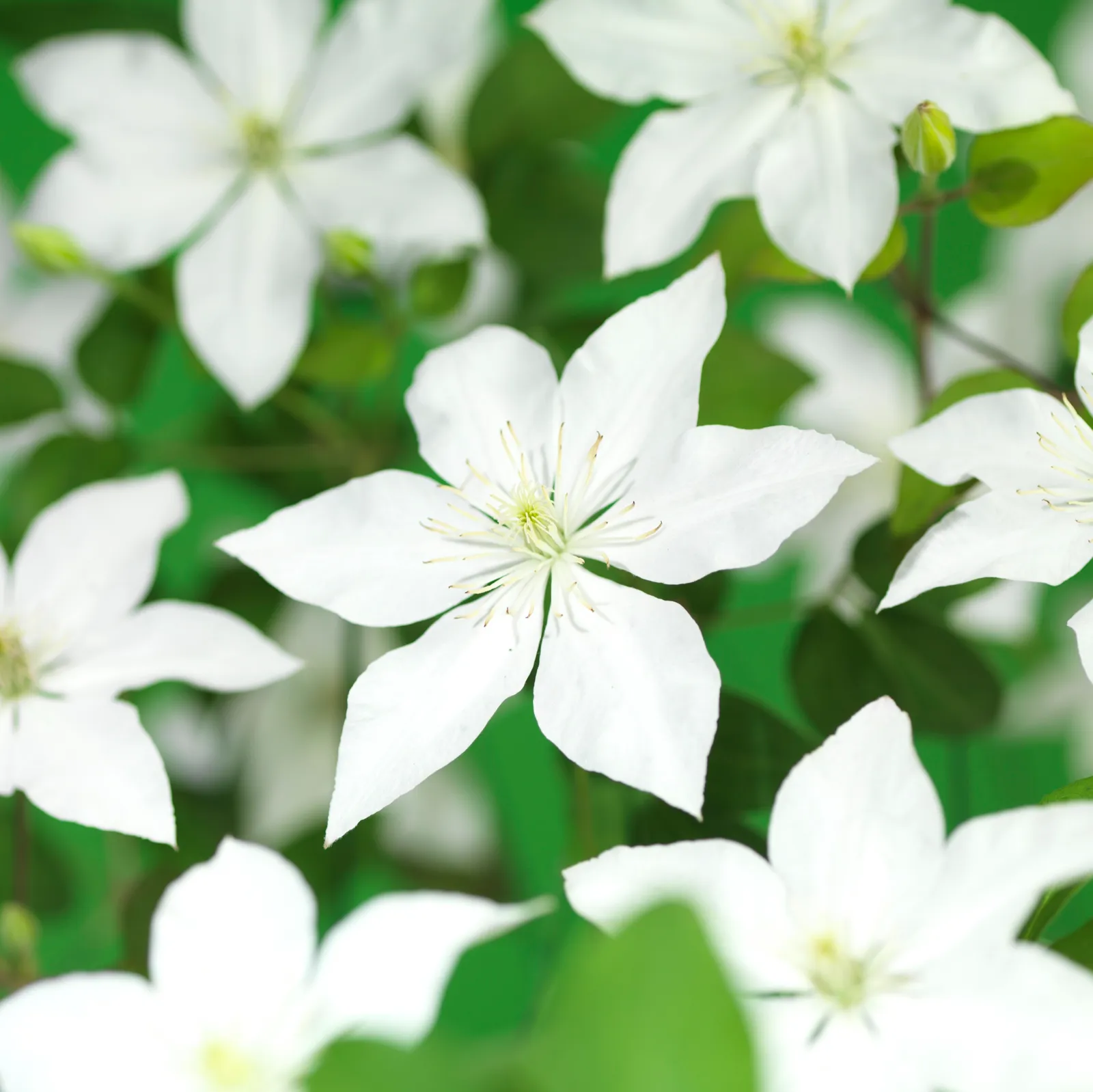 Tidig storblommig klematis SoMany® White Flowers - bild 1