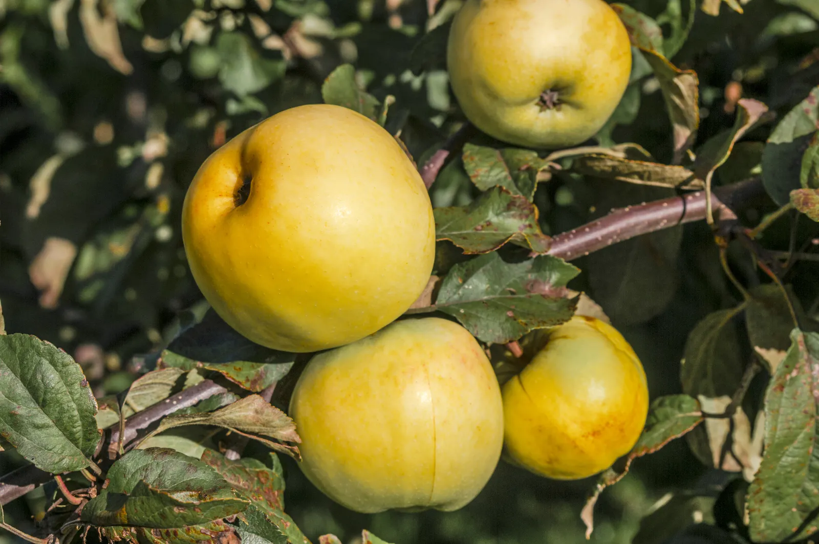 Äpple 'Oranie' E - bild 2