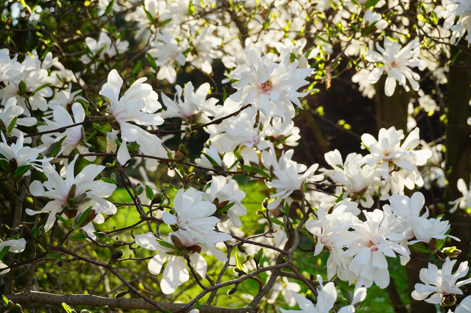 Stjärnmagnolia 'Royal Star' - bild 3