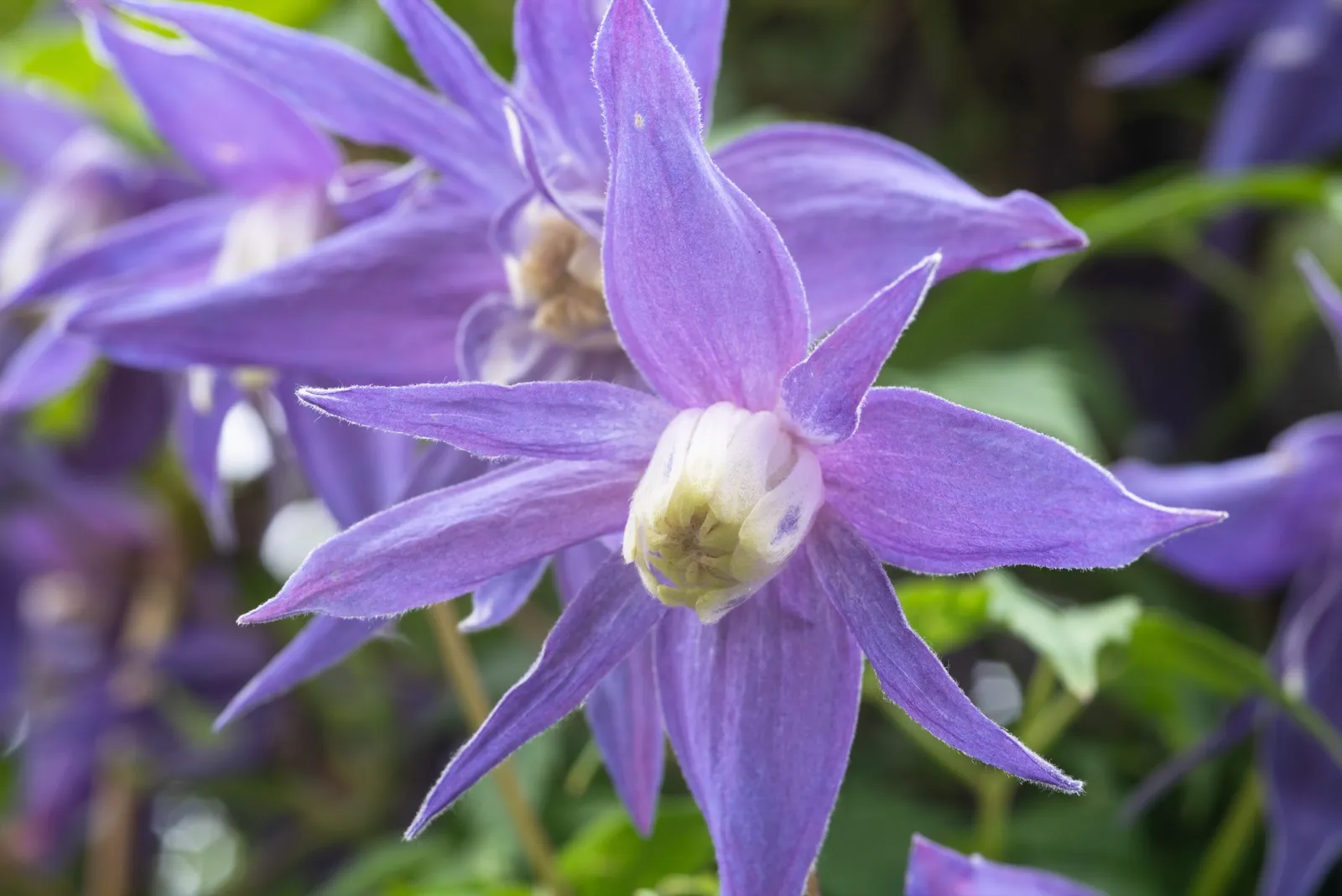 Alpklematis - bild 2
