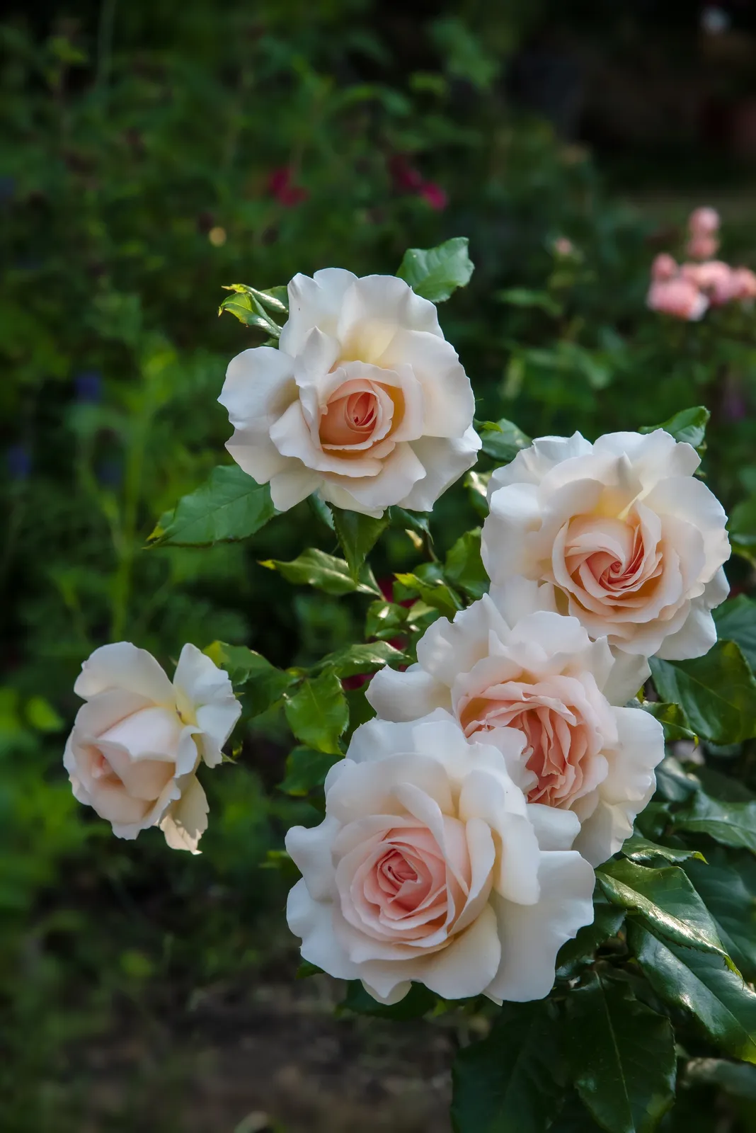Ros 'Morten Korch', syn. tehybridros CHANDOS BEAUTY ('Harmisty'PBR) - bild 4