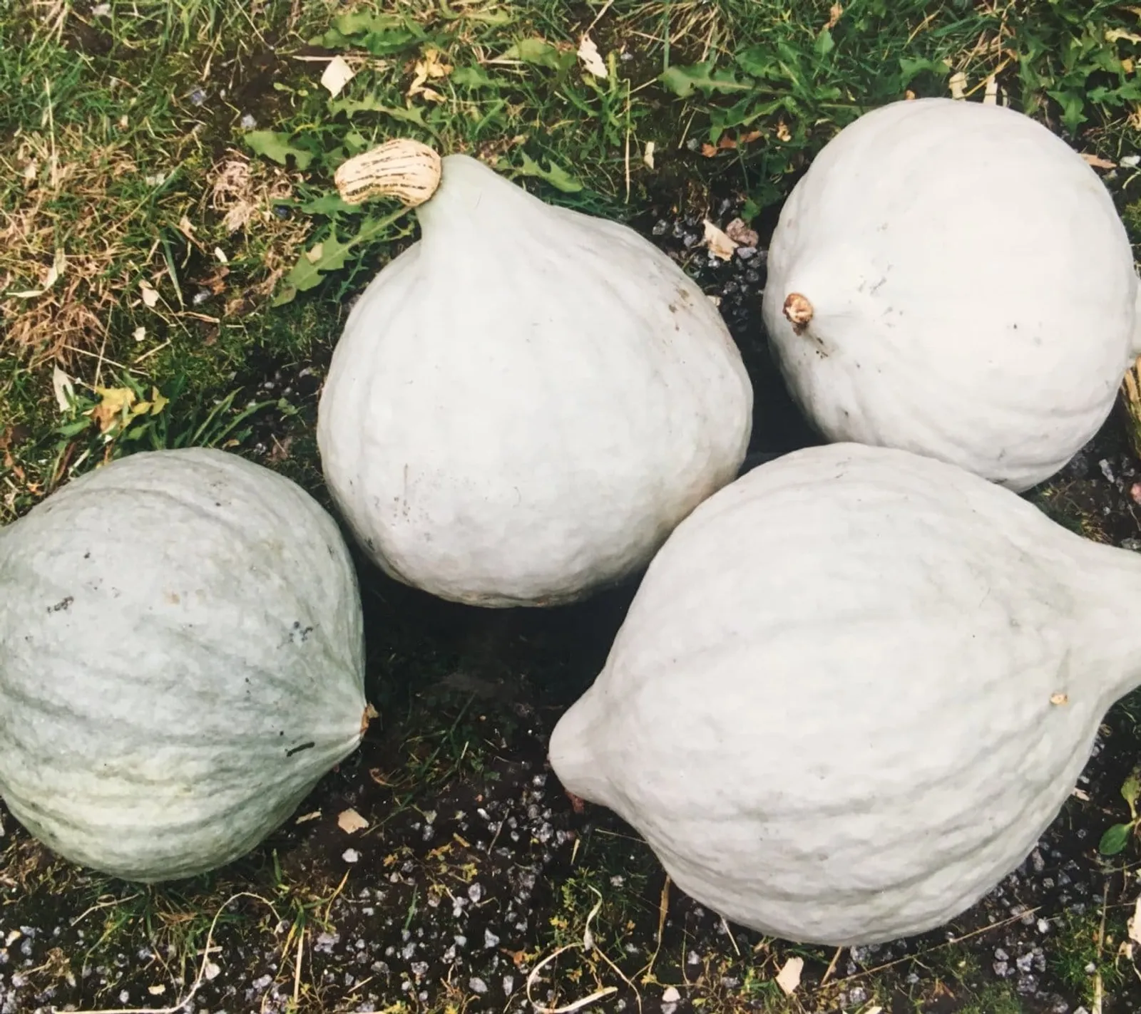 Blue Hubbard vintersquash frö med vintersquash med hårt skal