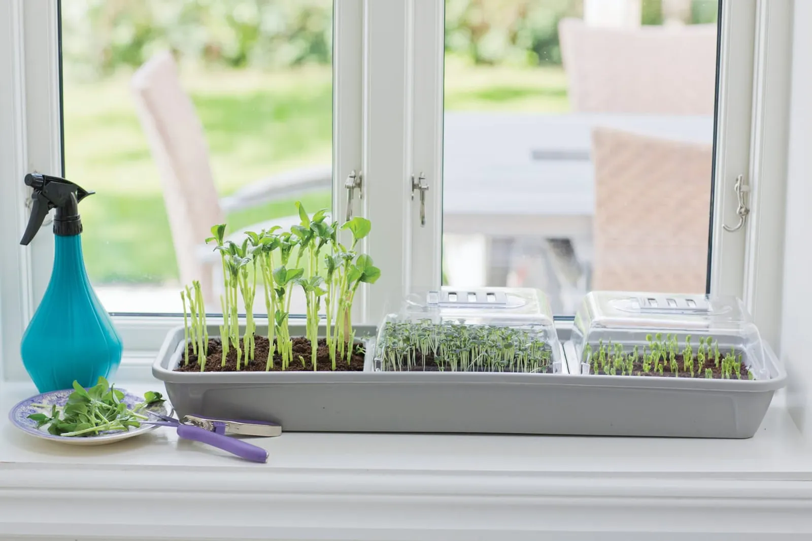 Odlingsbricka med småplantor och två minidrivhus på en ljus fönsterbräda