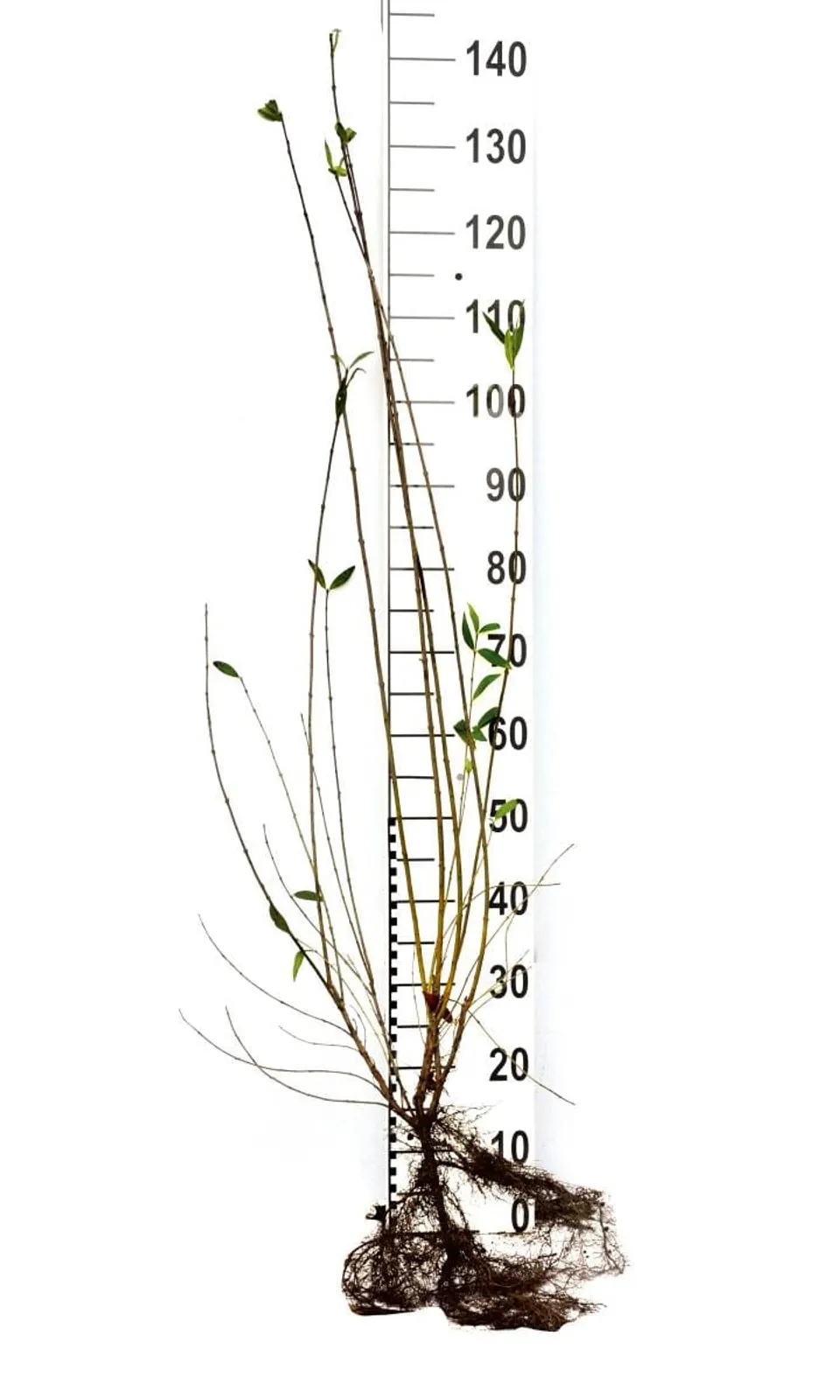 Vinterliguster 'Liga', 80-120 cm, Goliat — detalj 5