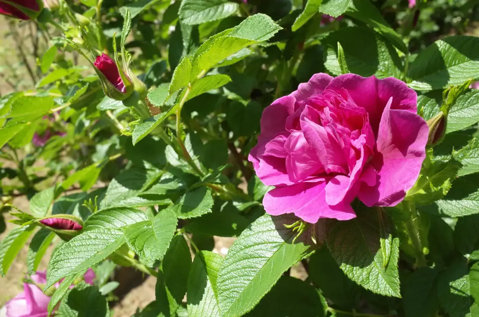 Rugosa-ros 'Hansa', 30-50 cm — detalj 3