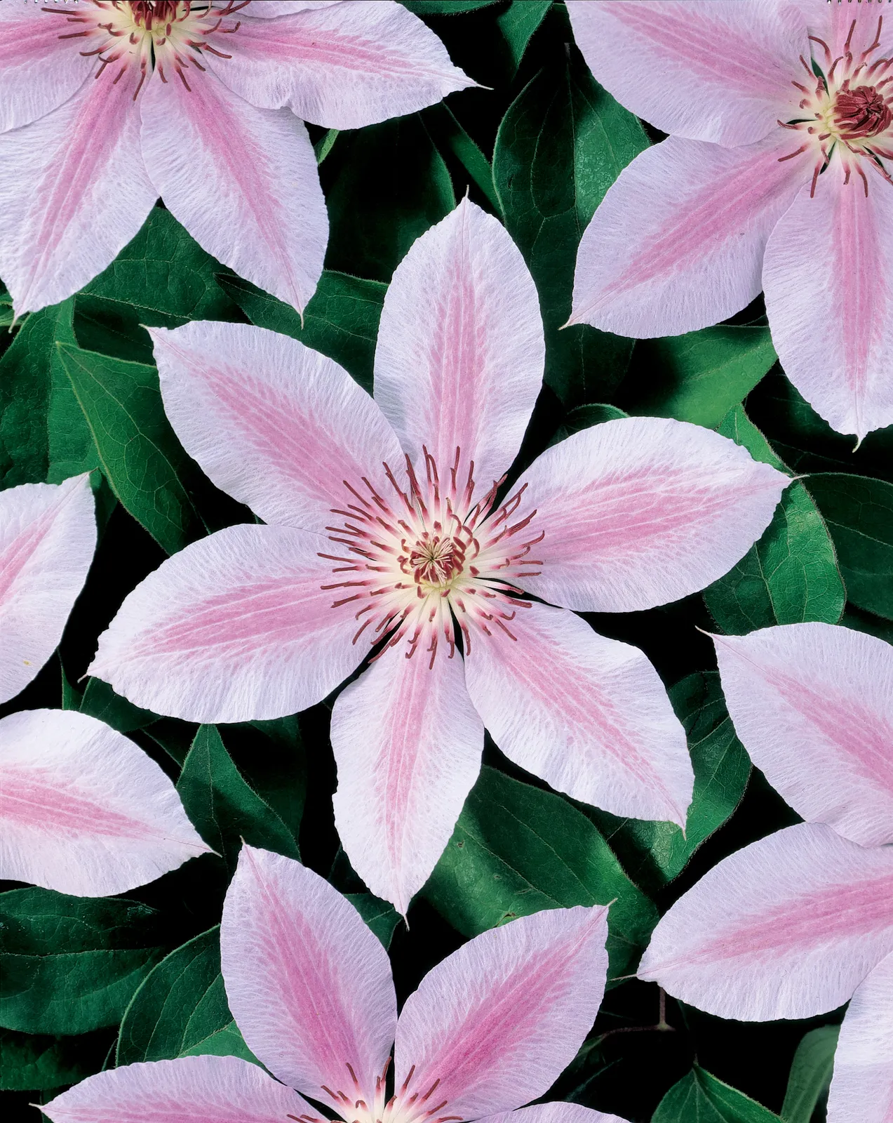 Klematis (Tidiga Storblommiga Gruppen) 'Jan Pavel II' - bild 1