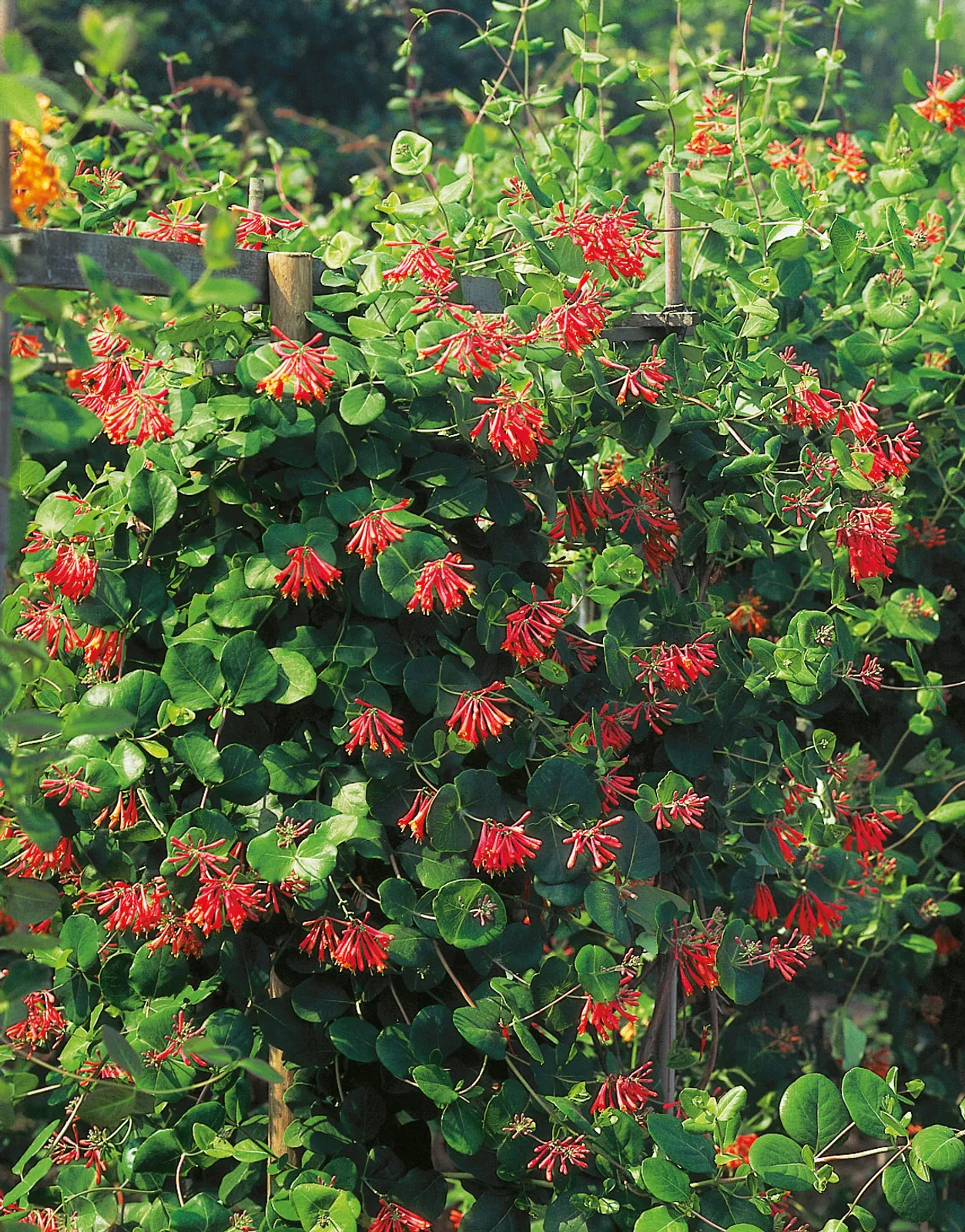 Eldkaprifol 'Dropmore Scarlet' - bild 1