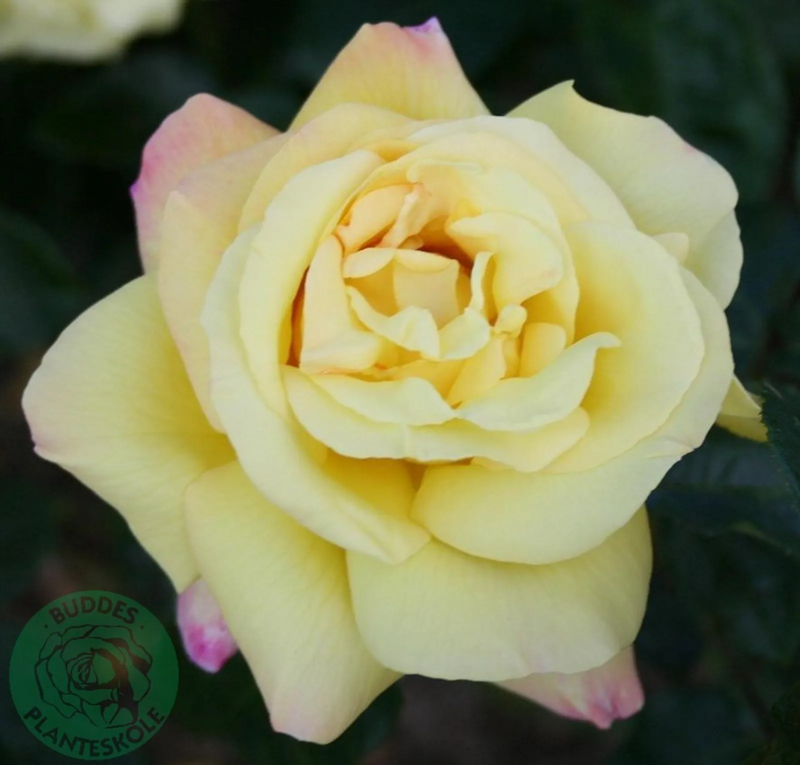 Tehybridros PEACE®, syn. tehybridros 'Mme A. Meilland' - bild 1