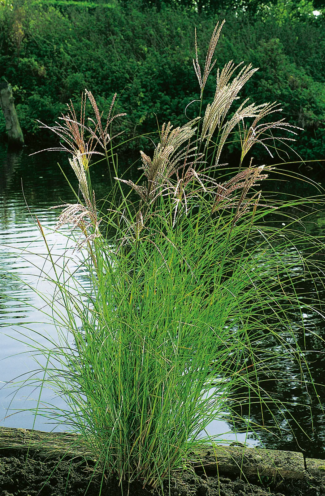 Glansmiskantus 'Kleine Silberspinne', syn. japanskt gräs, 2L - bild 1