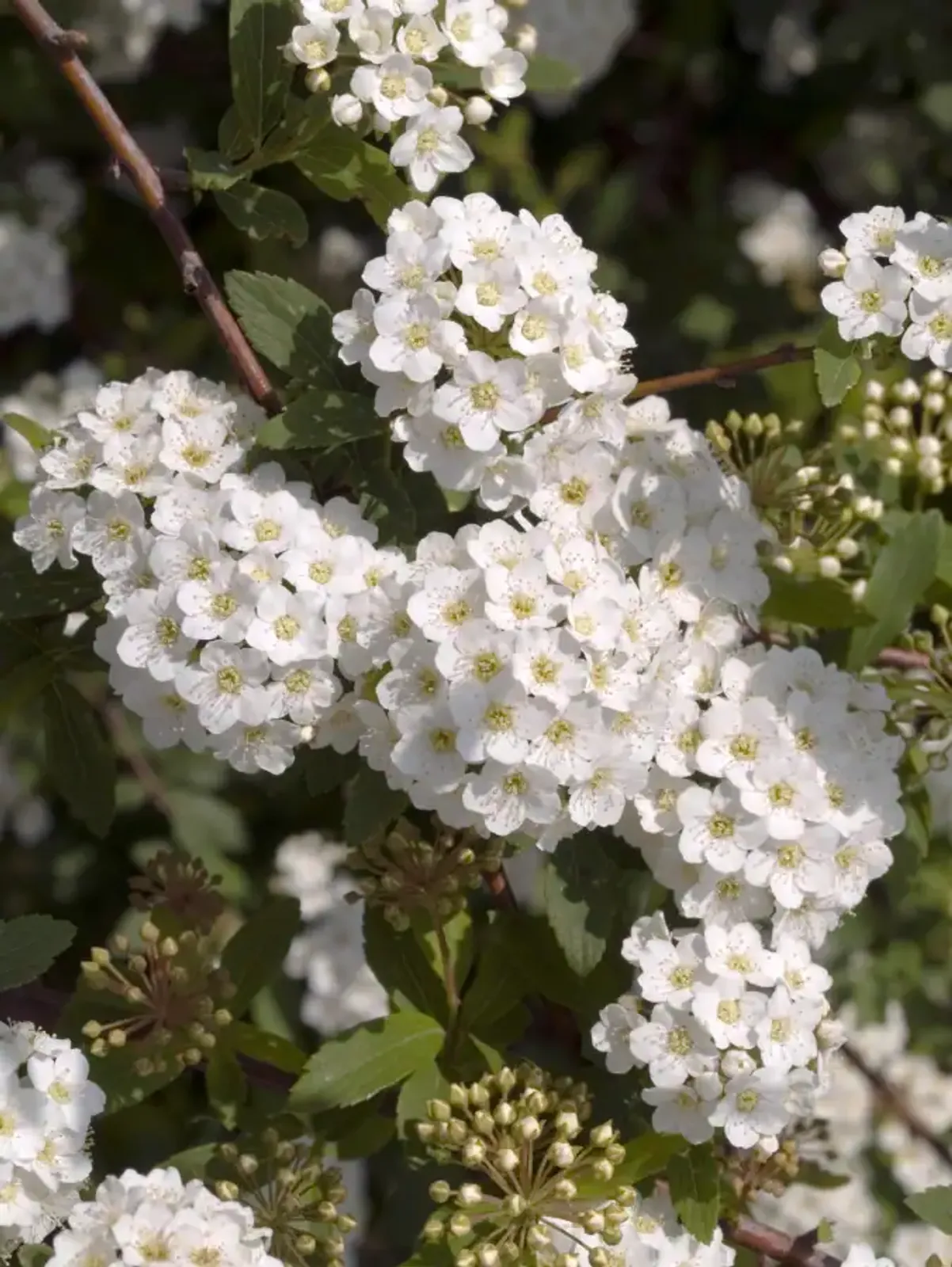 Bukettspirea, 50-80 cm — detalj 2