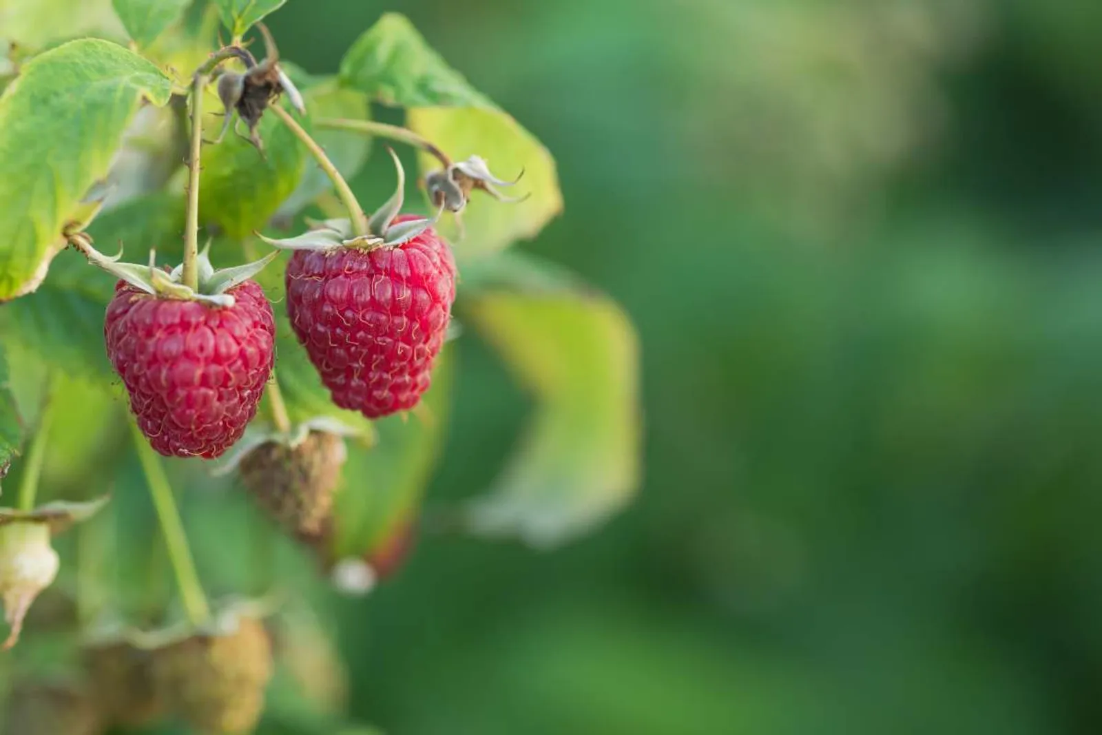 Hösthallon 'Polka' med stora röda söta bär från augusti till frost, en rikbärande sort.