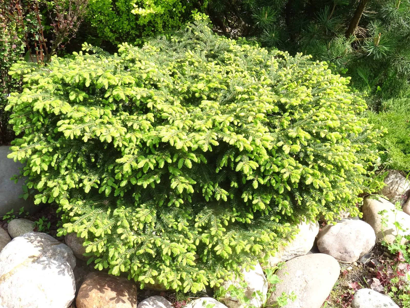 Fågelbogran, 25-30 cm - bild 3