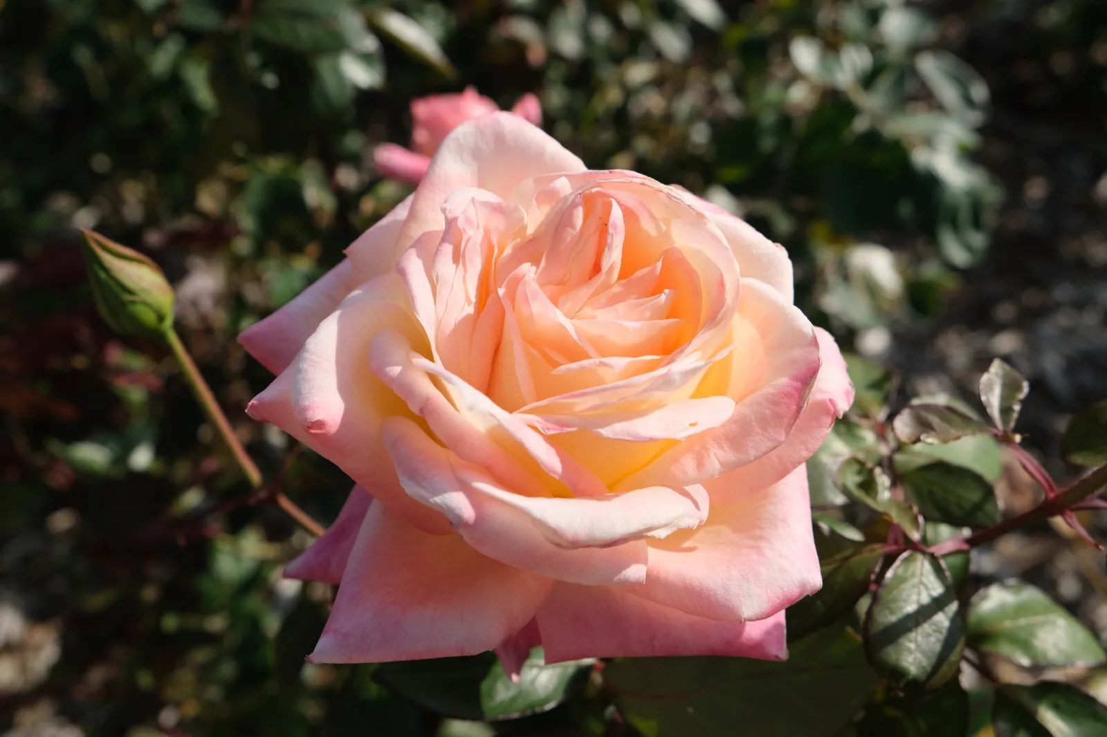 Floribundaros KALMAR ('Poulkalm') - bild 3