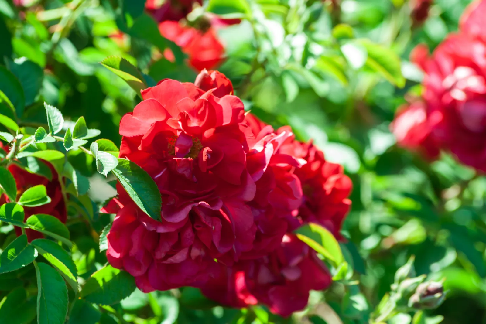 Rugosa-ros HANSALAND ('Korhassi') - bild 3