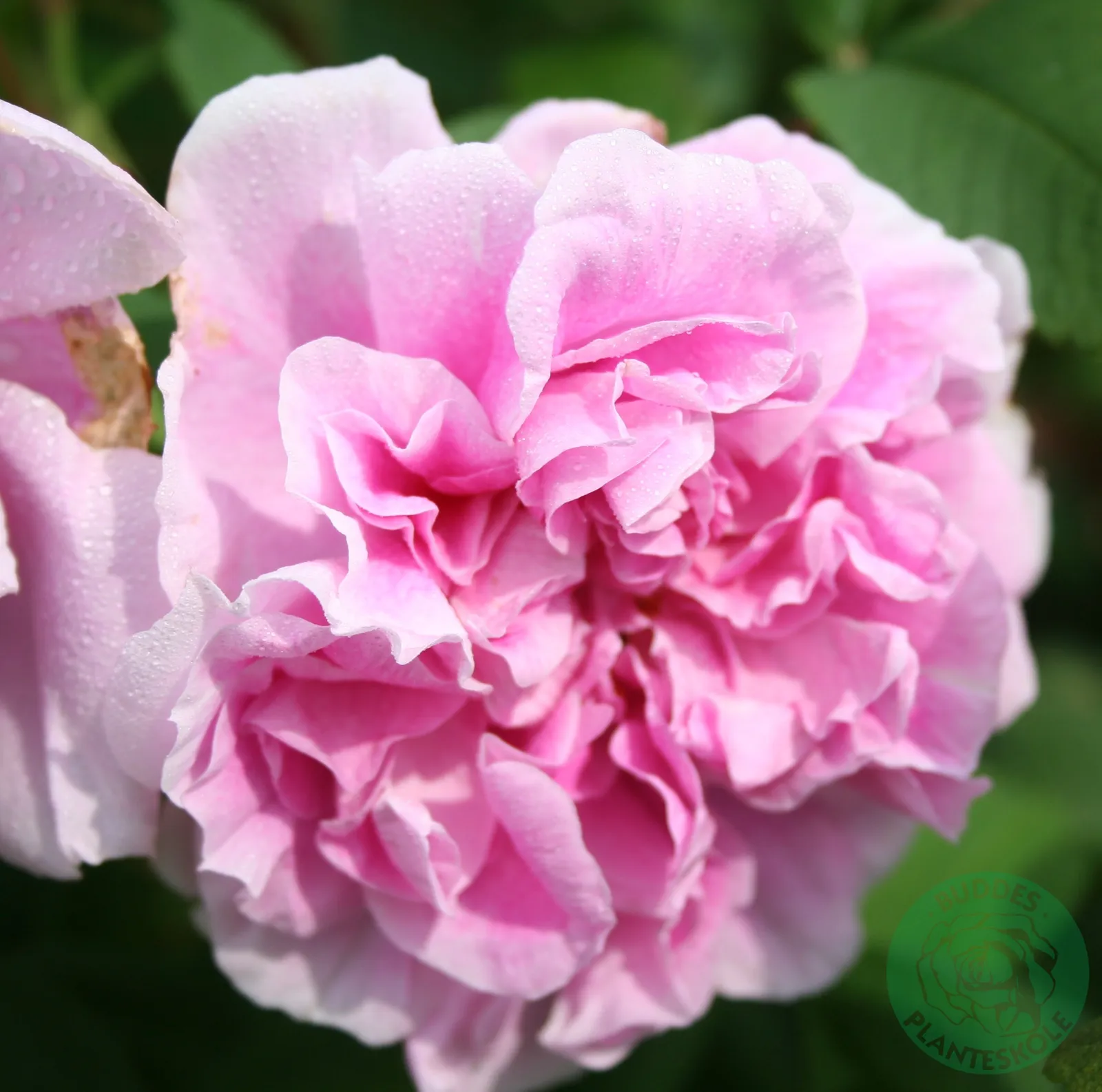 Rugosa-ros 'Thérèse Bugnet' - bild 1