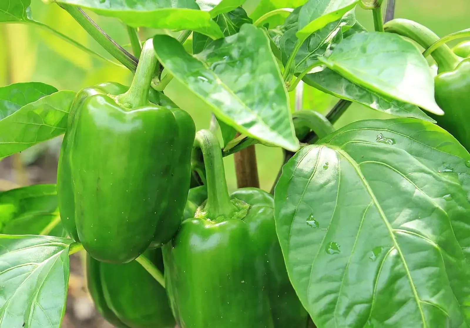 Gröna paprikor som hänger kvar på plantan bland blanka blad
