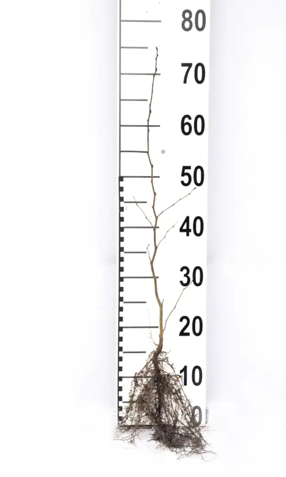 Avenbok, 60-100 cm — detalj 5